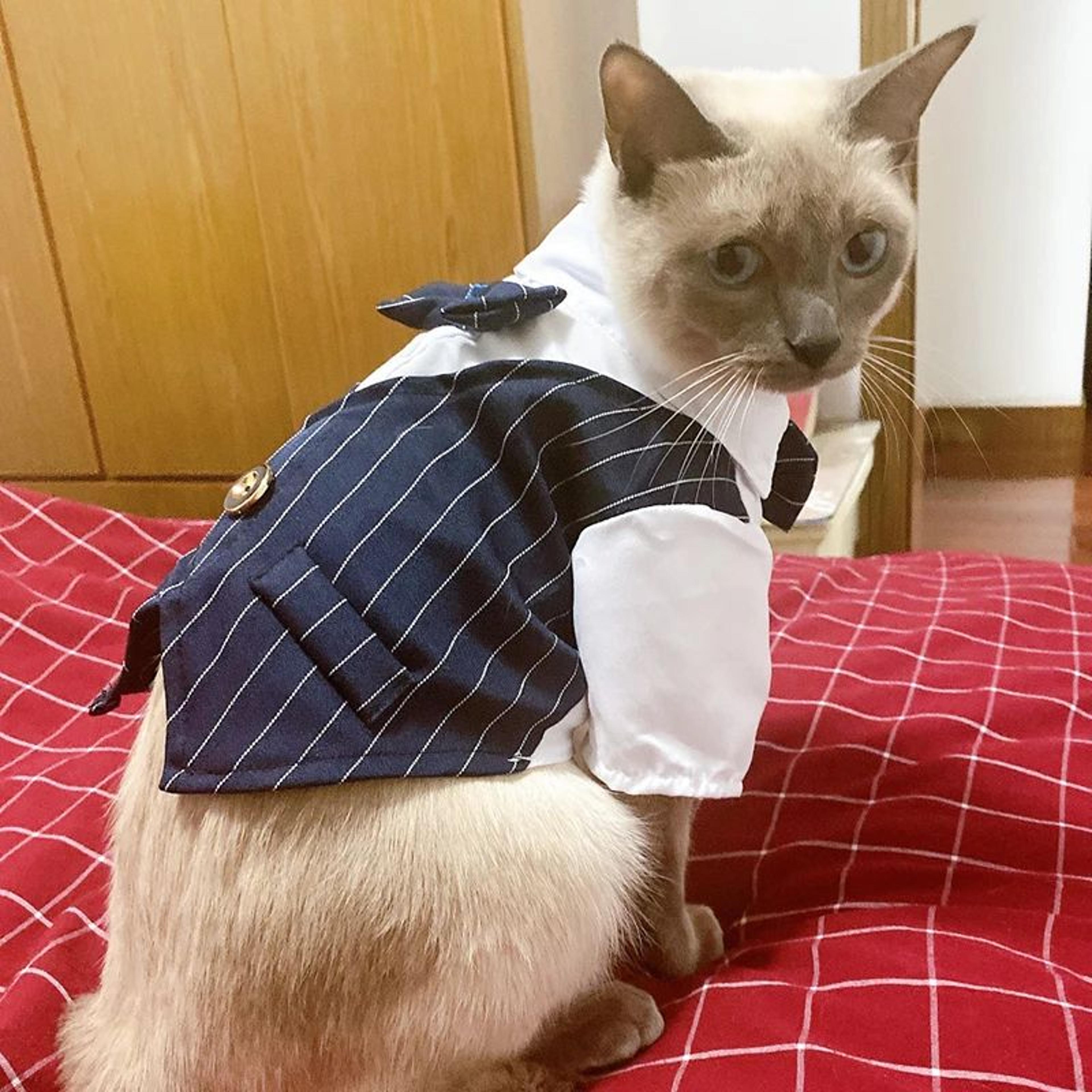 Formal Pet Suit Jacket For Cats And Small Dogs 8