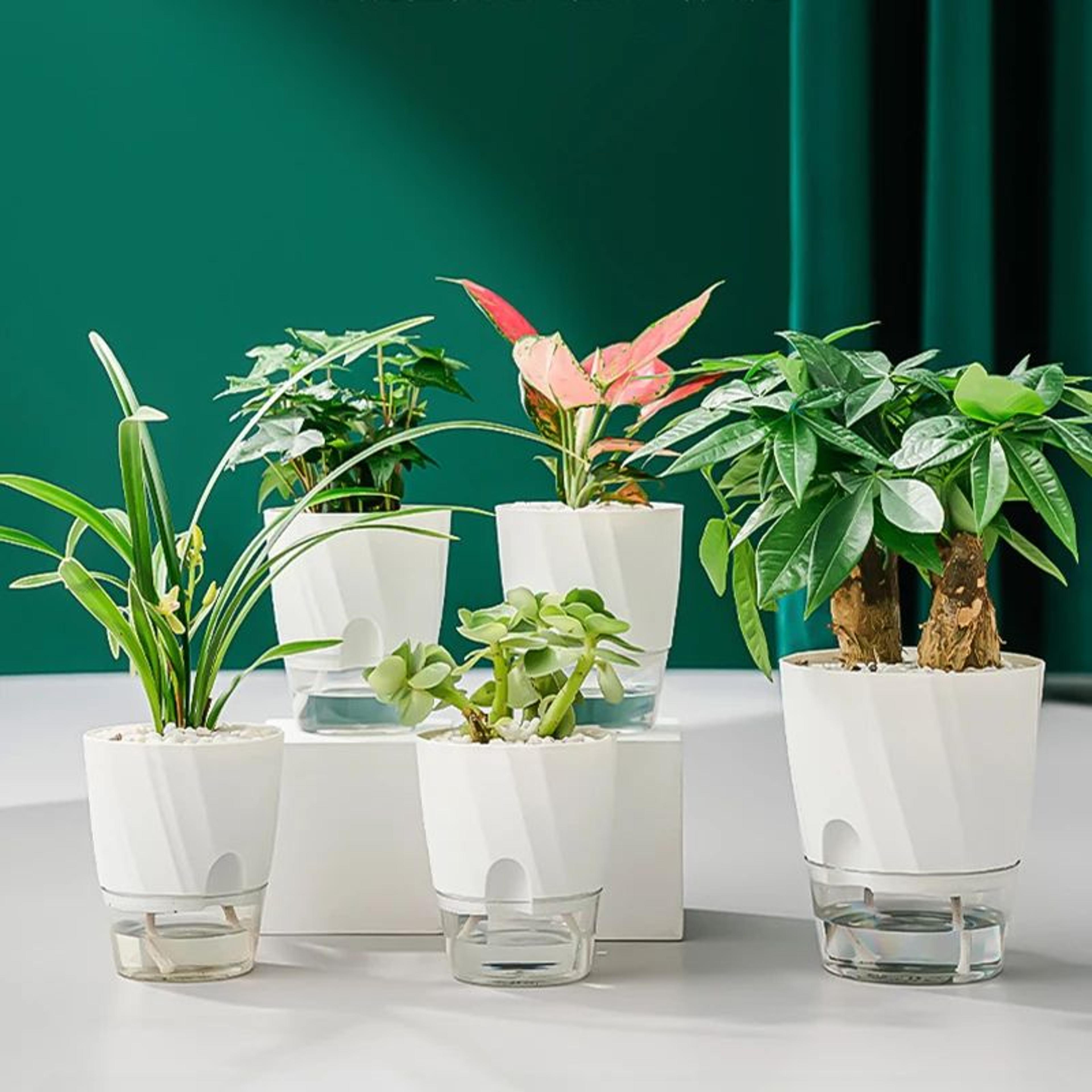 smartgrow transparent self watering planter & hydroponic flower pot – automatic water-absorbing indoor garden pot