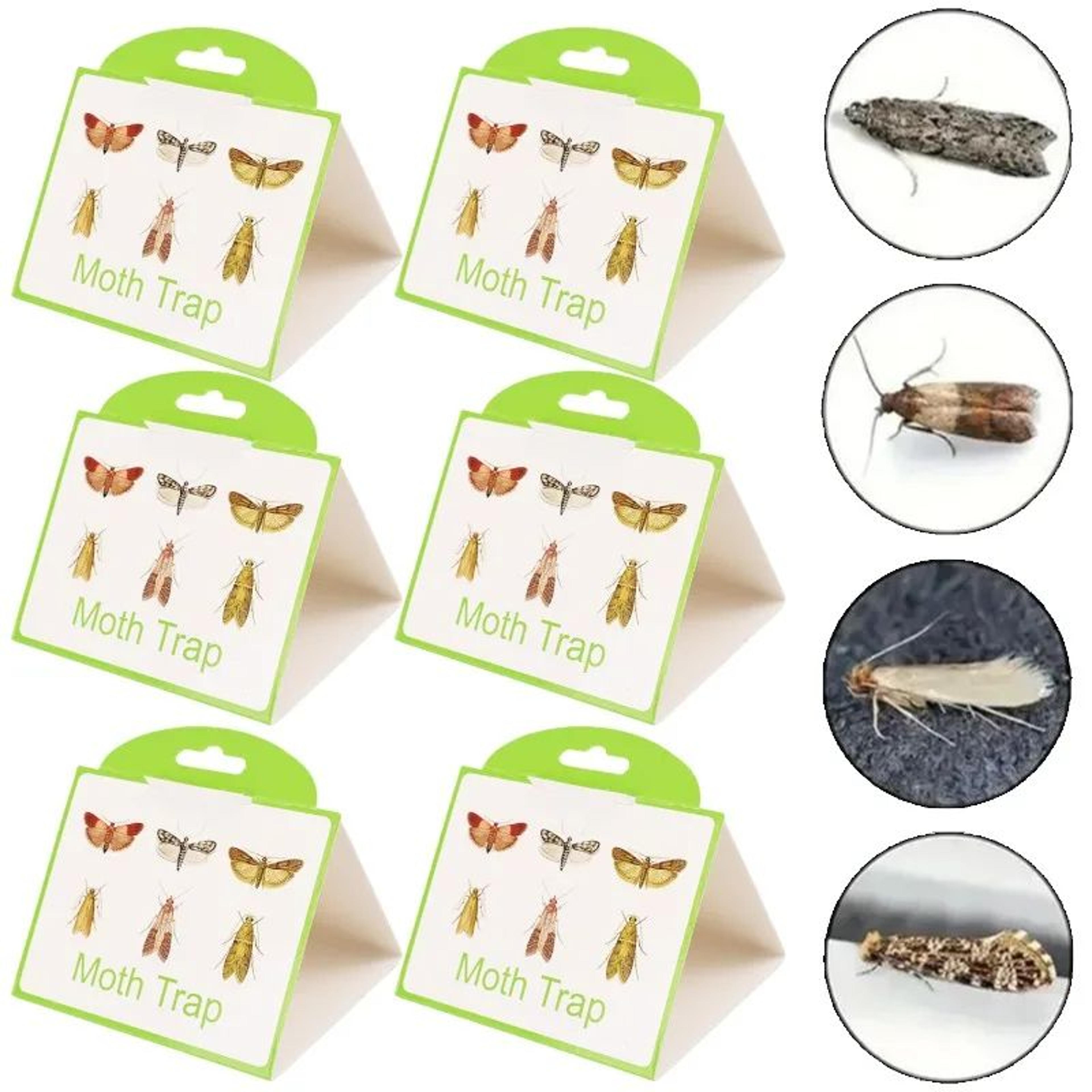 SafeGuard NonToxic Pantry  Clothes Moth Traps 4