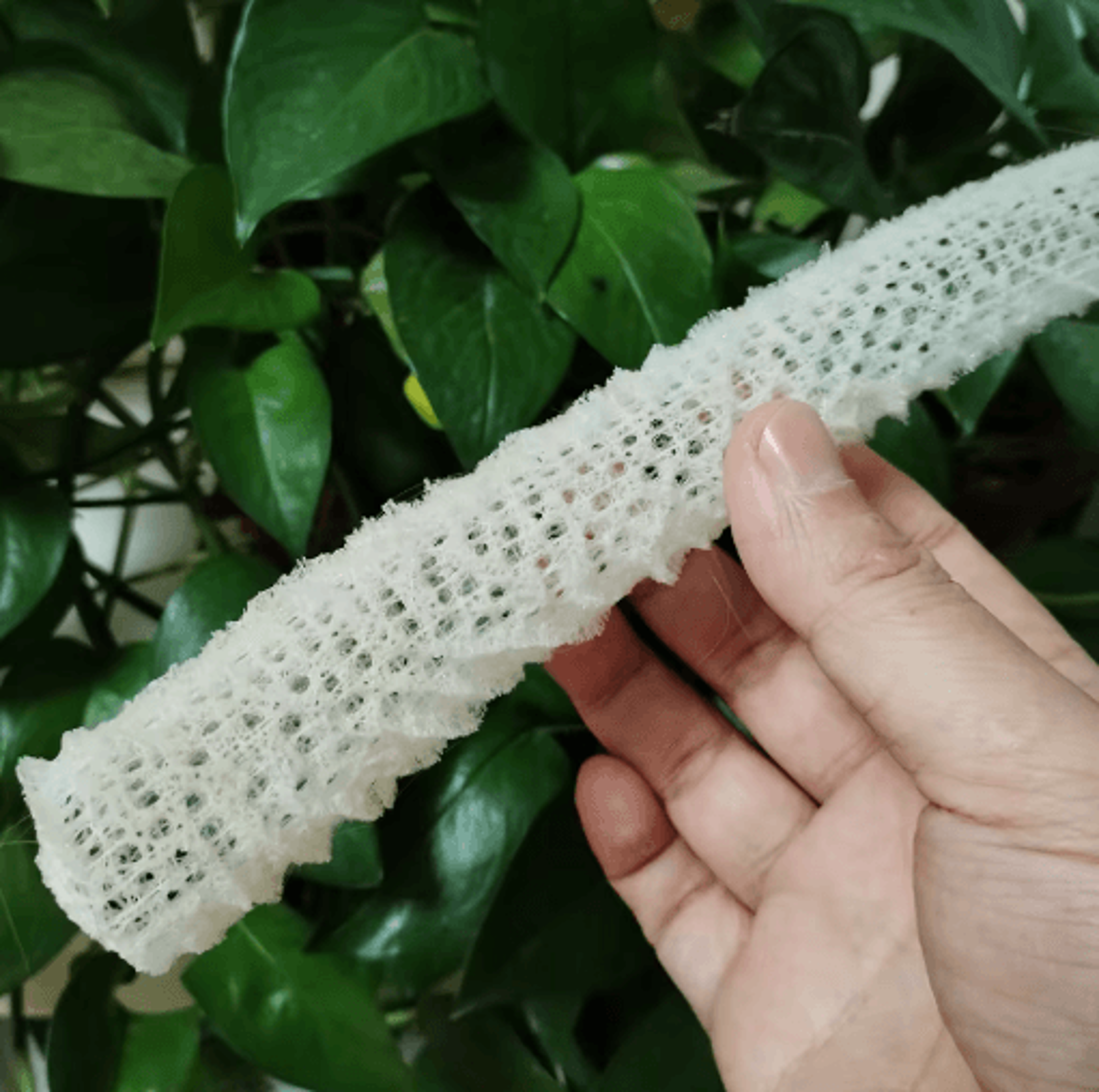 Natural Venus Flower Basket Sponge Euplectella Ocean Shell Decor 3