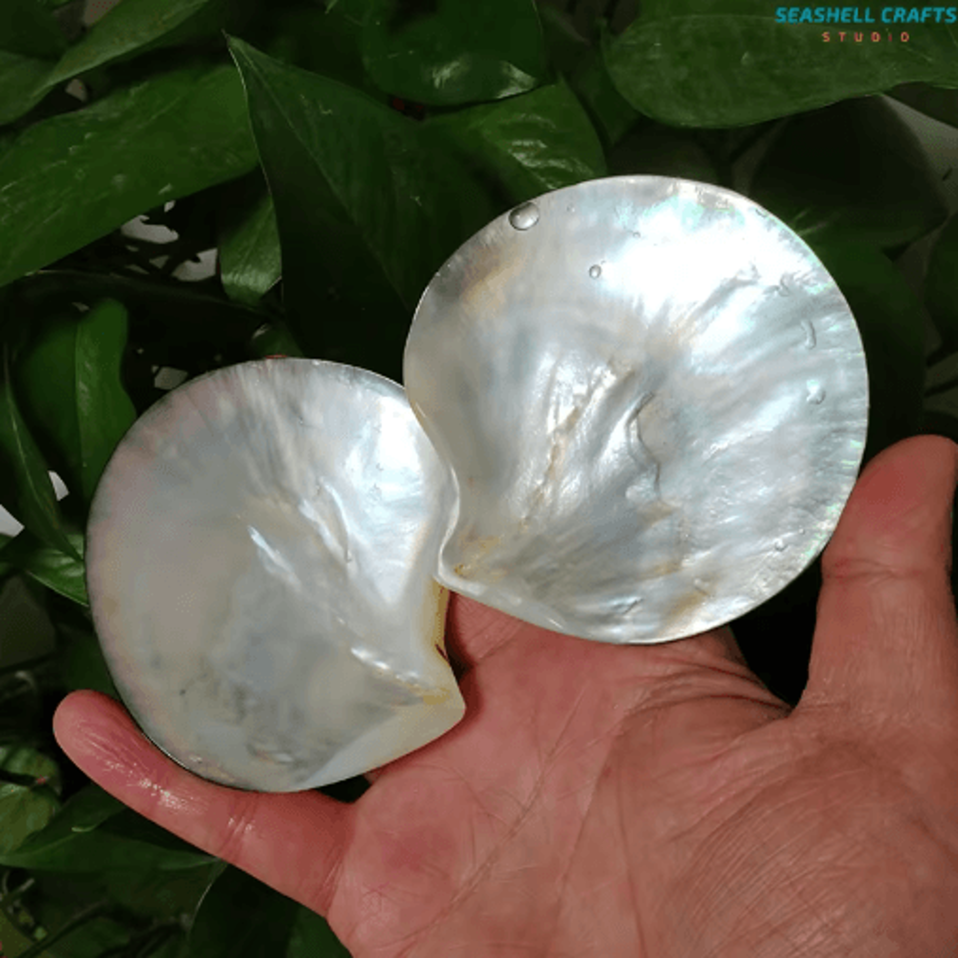 black mother of pearl shell – polished sea shell for diy jewelry & elegant decor