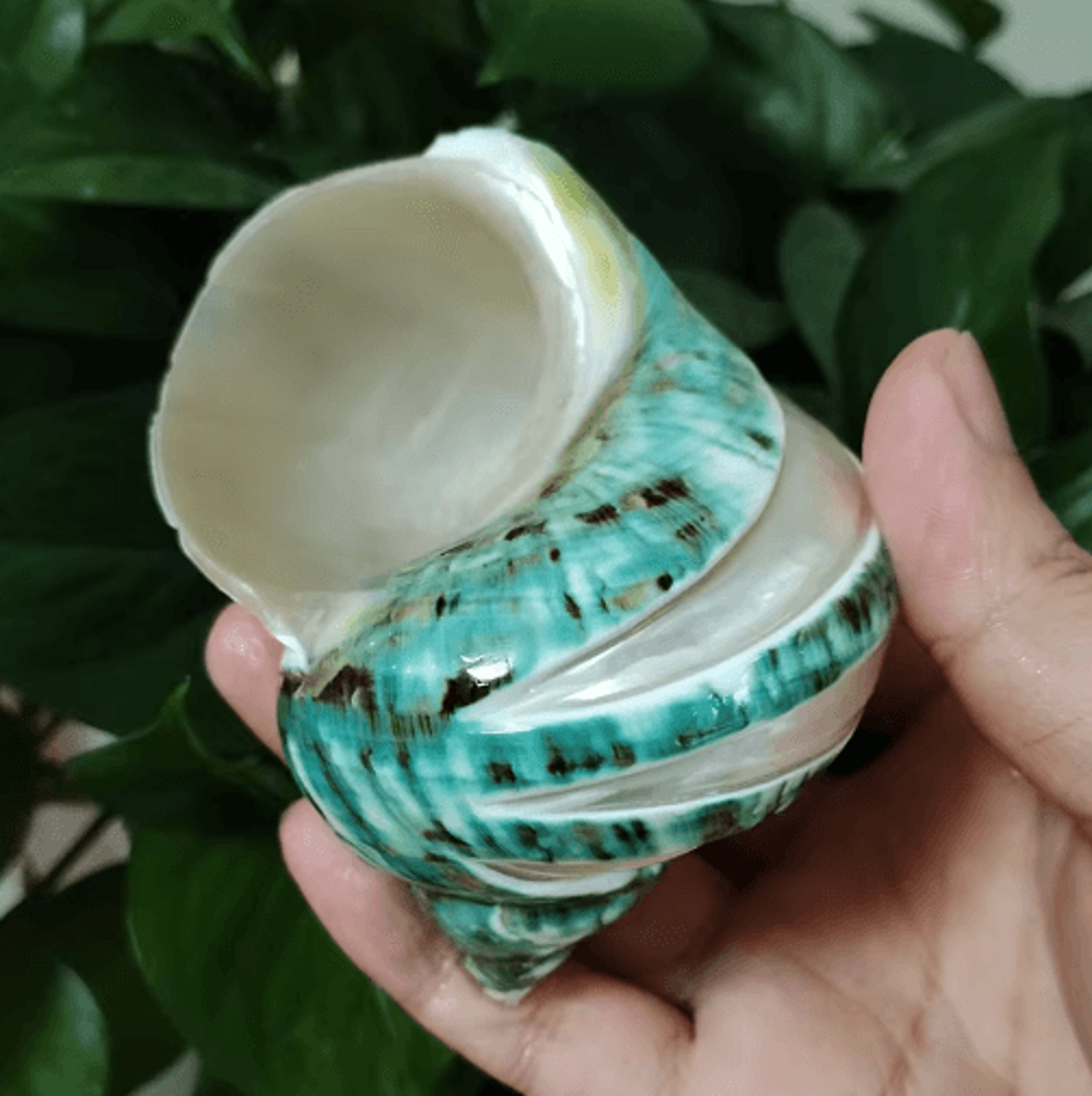 Natural Hermit Crab Shell Set  Decorative Large Seashells For Decor 911cm Coastal Accents 1