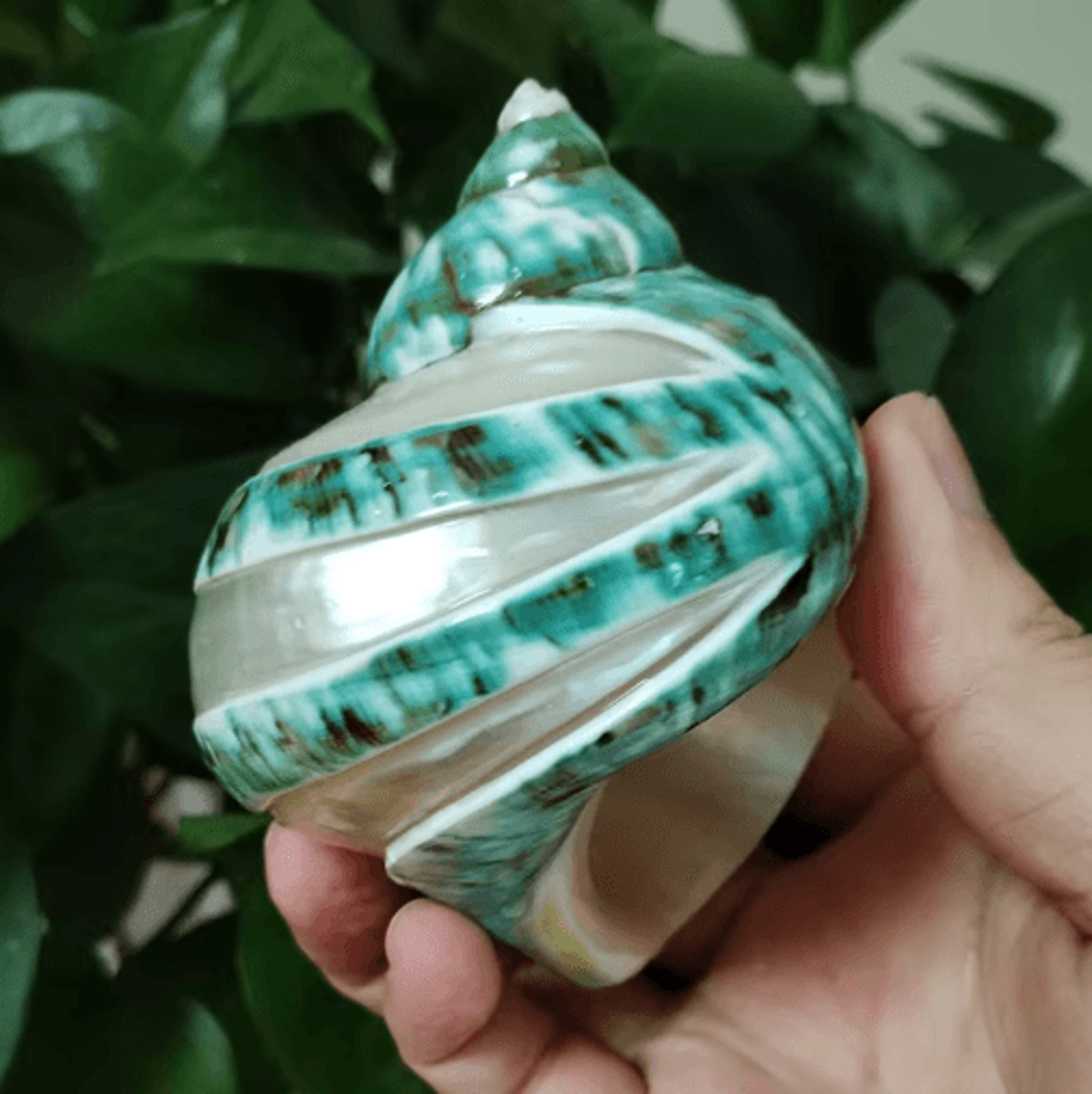 Natural Hermit Crab Shell Set  Decorative Large Seashells For Decor 911cm Coastal Accents 5