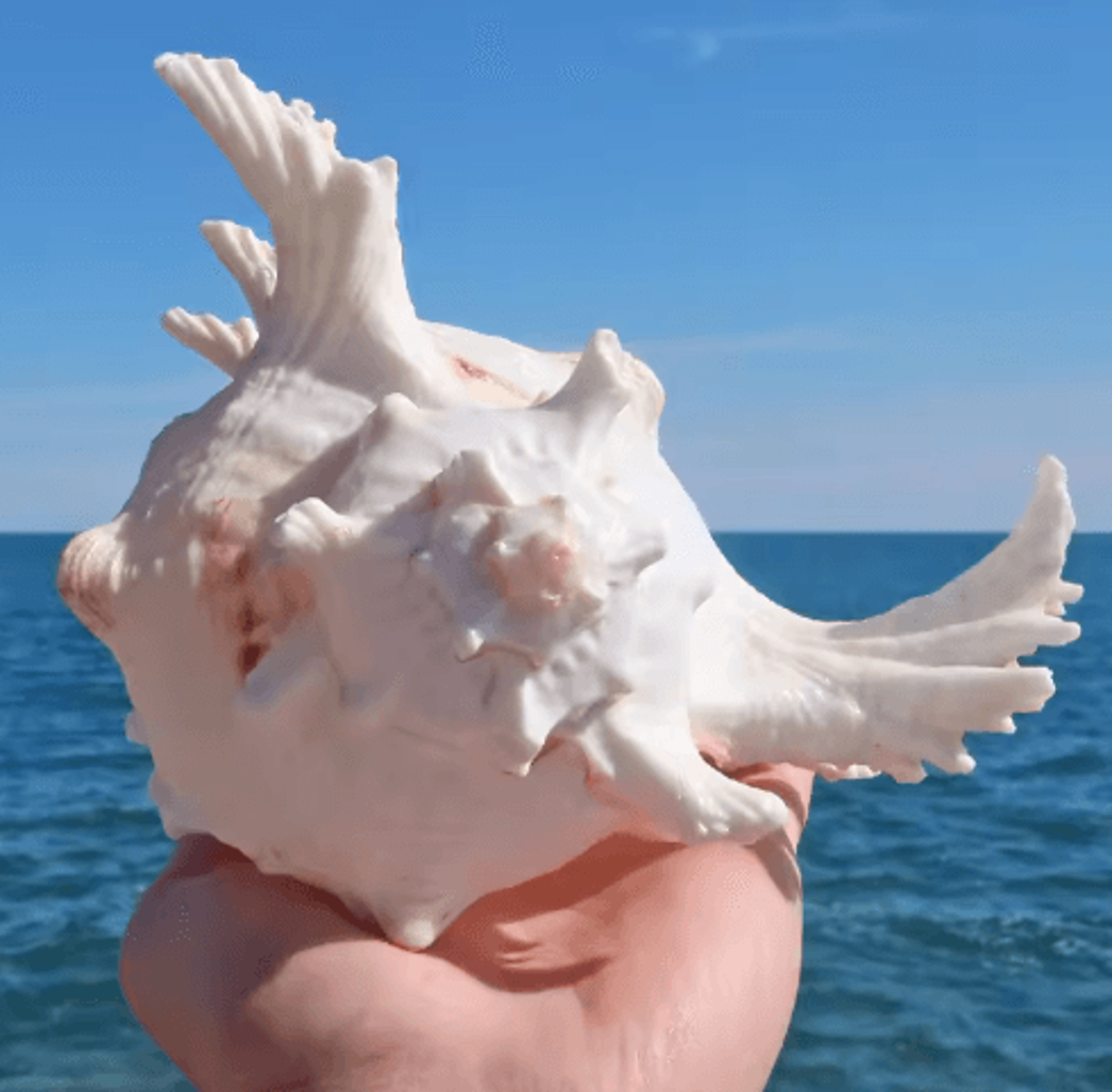 Large Murex Ramosus Shell Natural Ocean Conch Table Decor 4