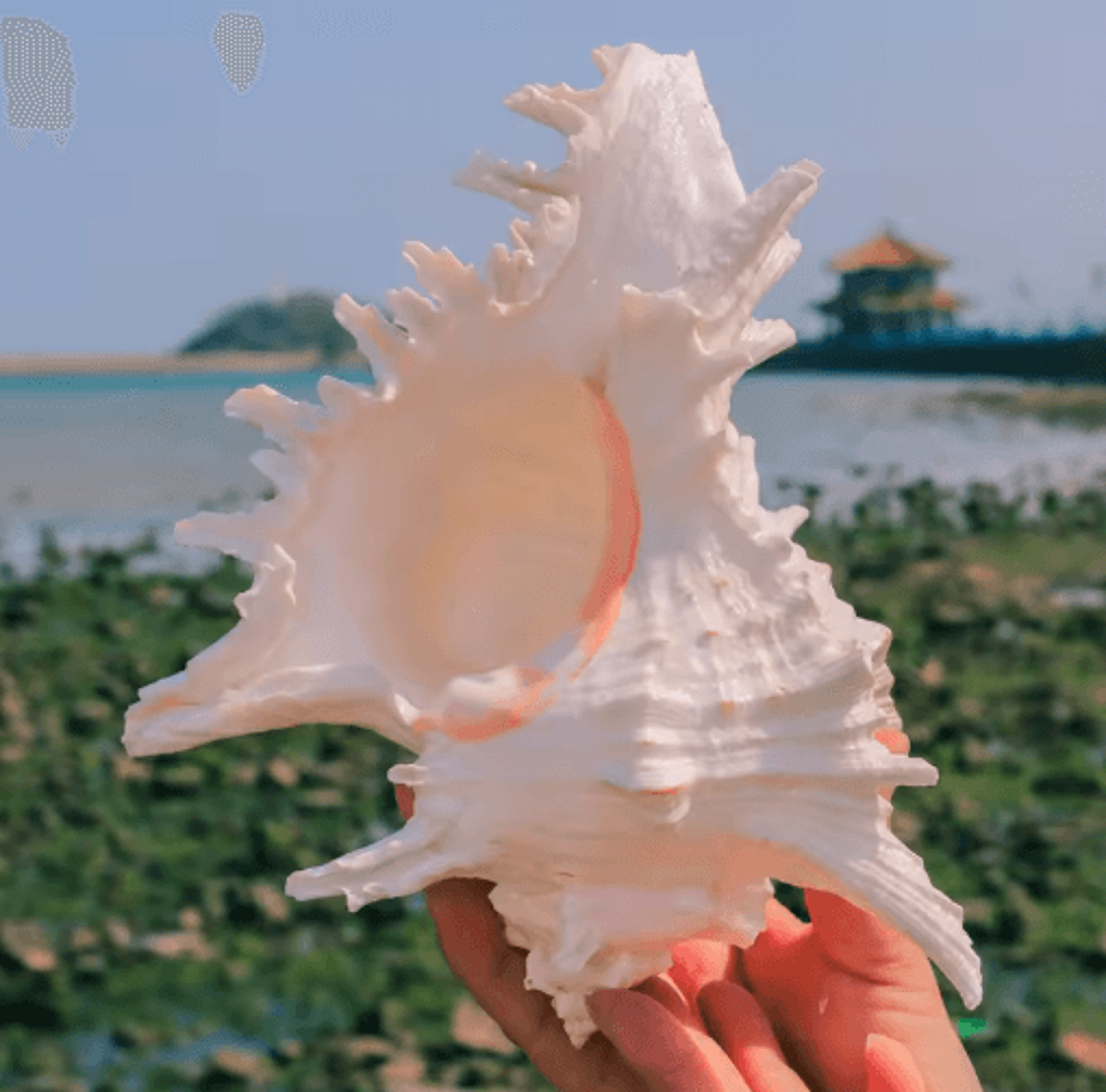 Large Murex Ramosus Shell Natural Ocean Conch Table Decor 7