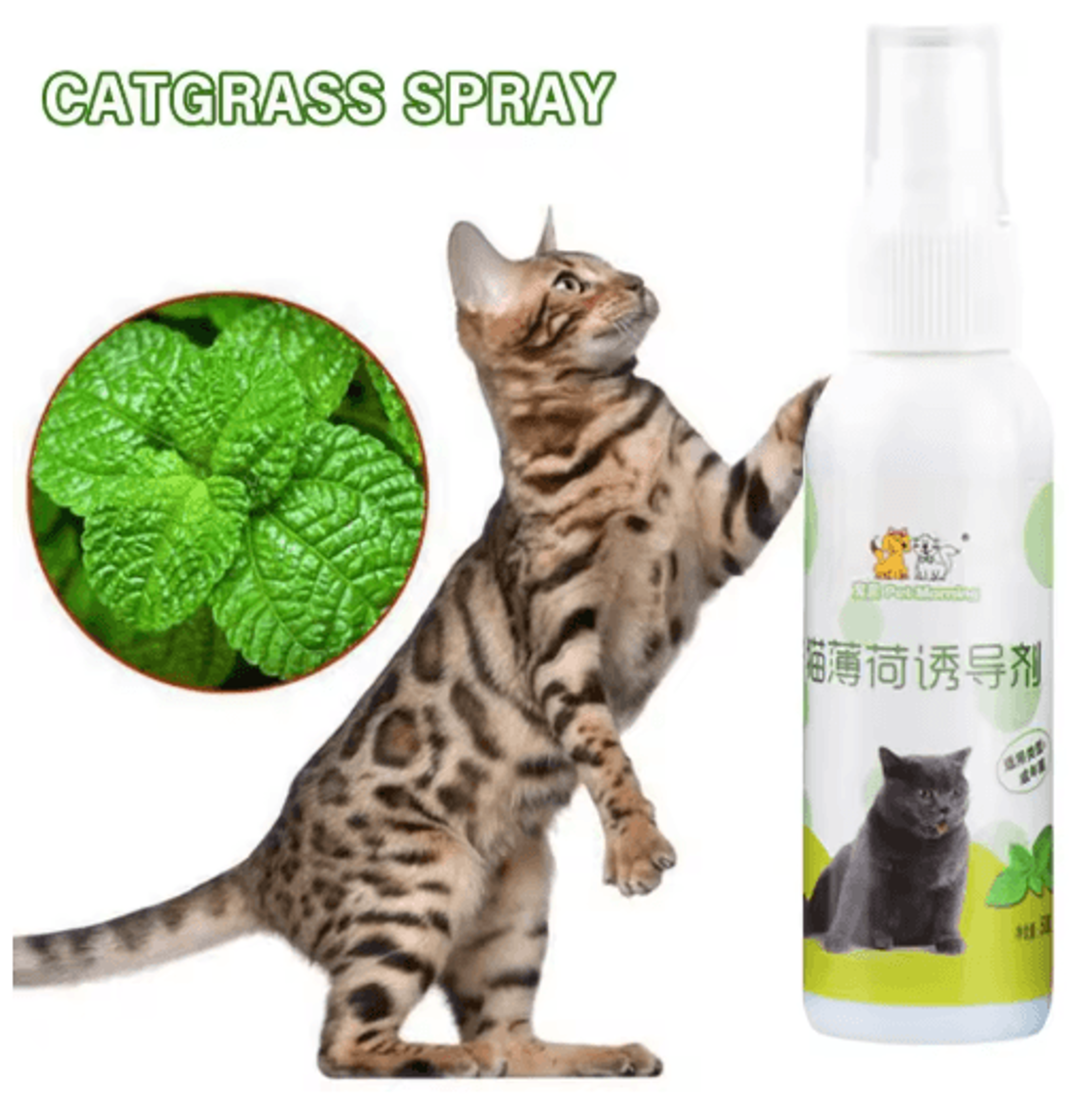 Natural Catnip Spray For Cat Training Play  Teeth Cleaning Support 6