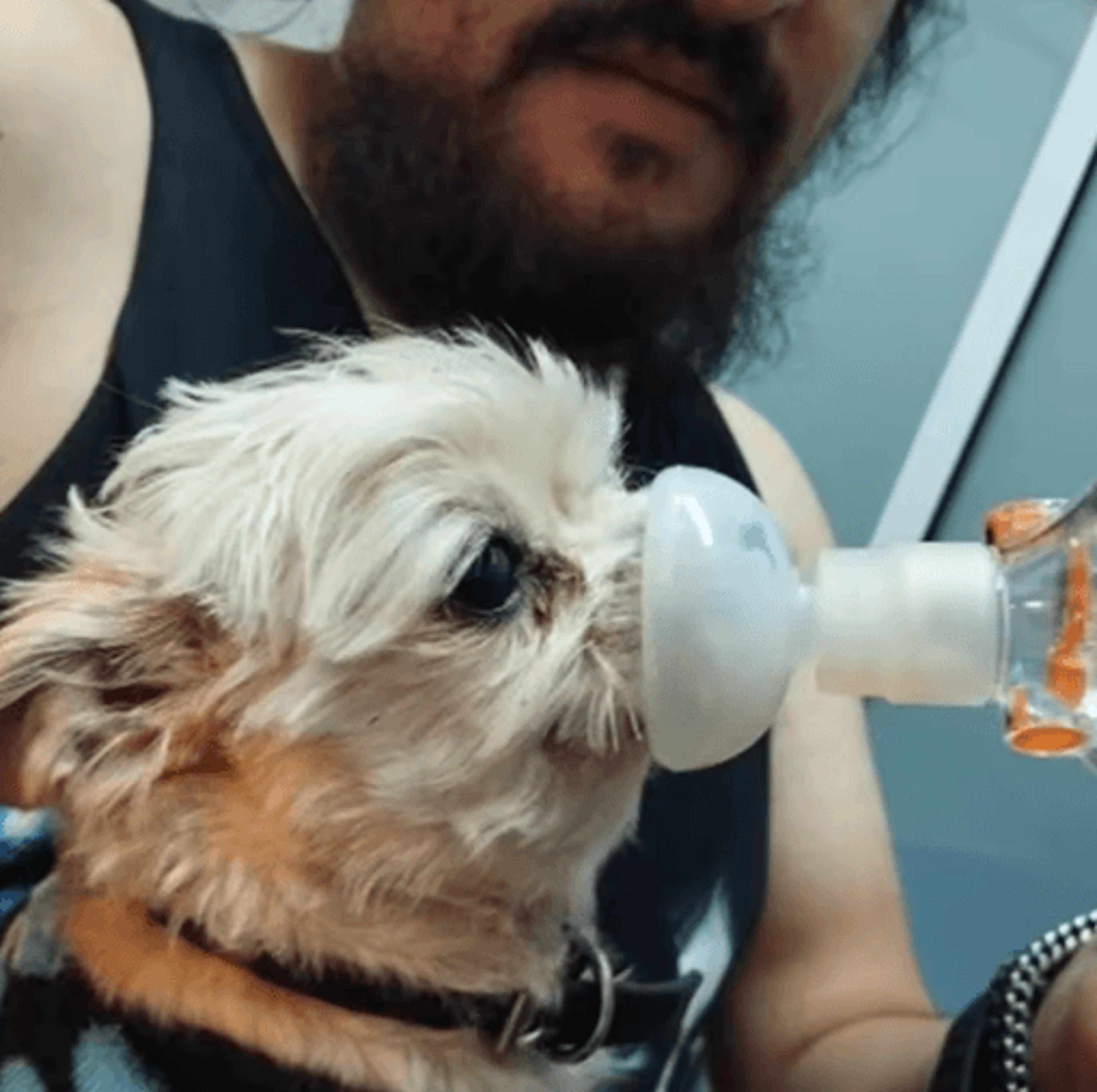 BreatheEasy Pet Inhaler Spacer Chamber With Silicone Mask For Cats  Dogs 4