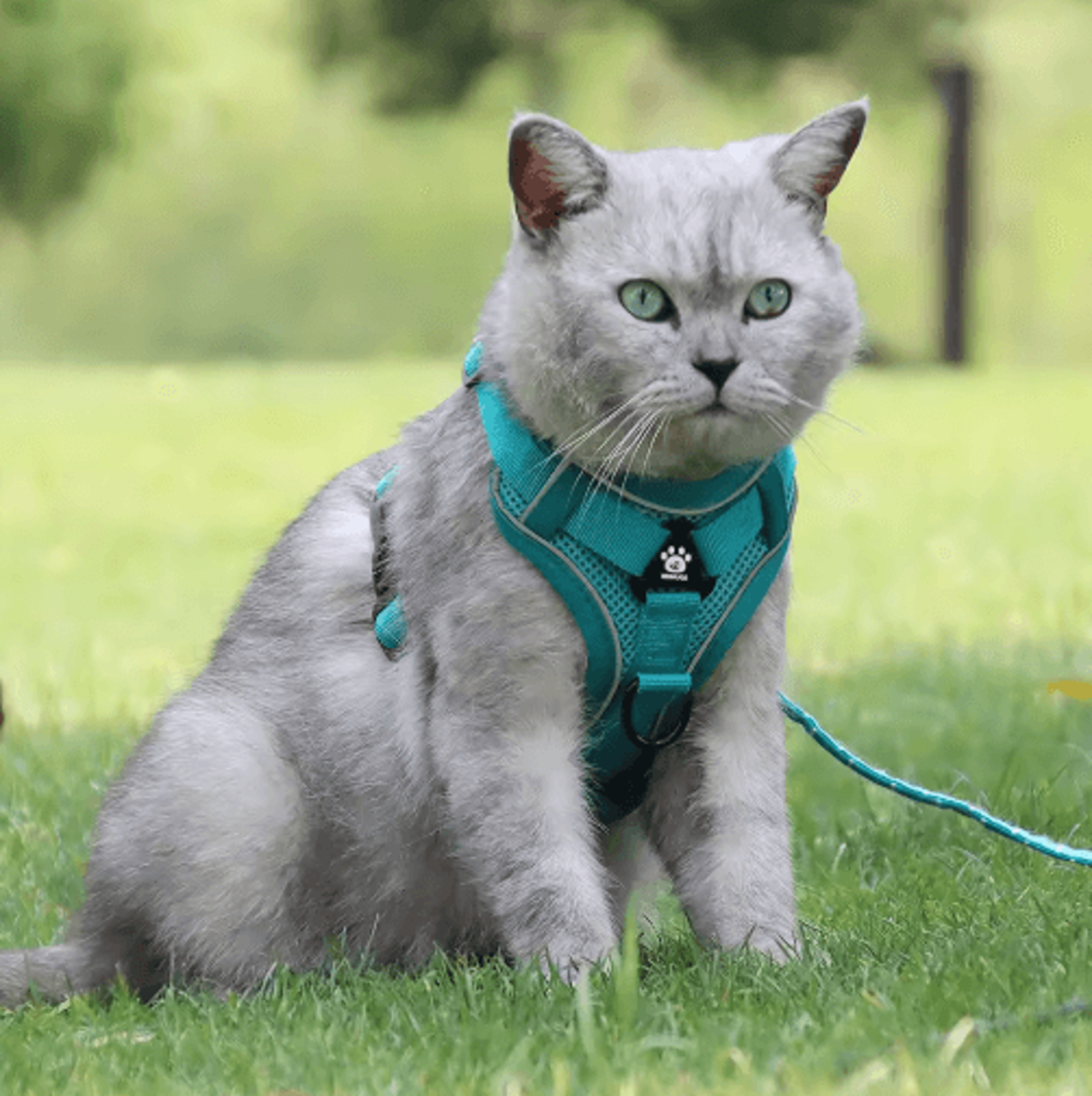 ComfortGlow Reflective Pet Harness  Leash Set For Cats And Small Dogs 8