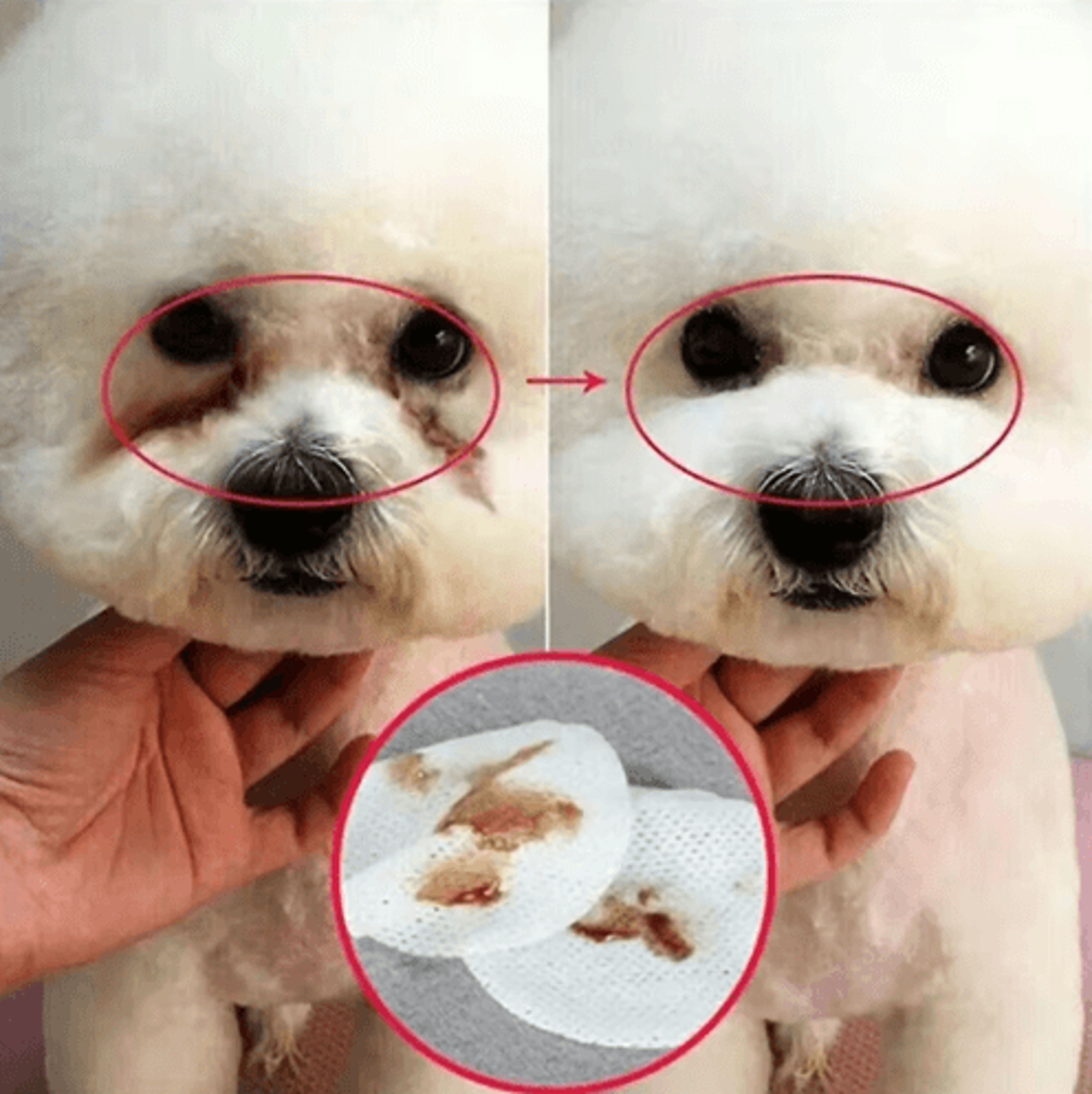 130Piece Pet Eye  Ear Cleaning Wipes For Dogs And Cats 2