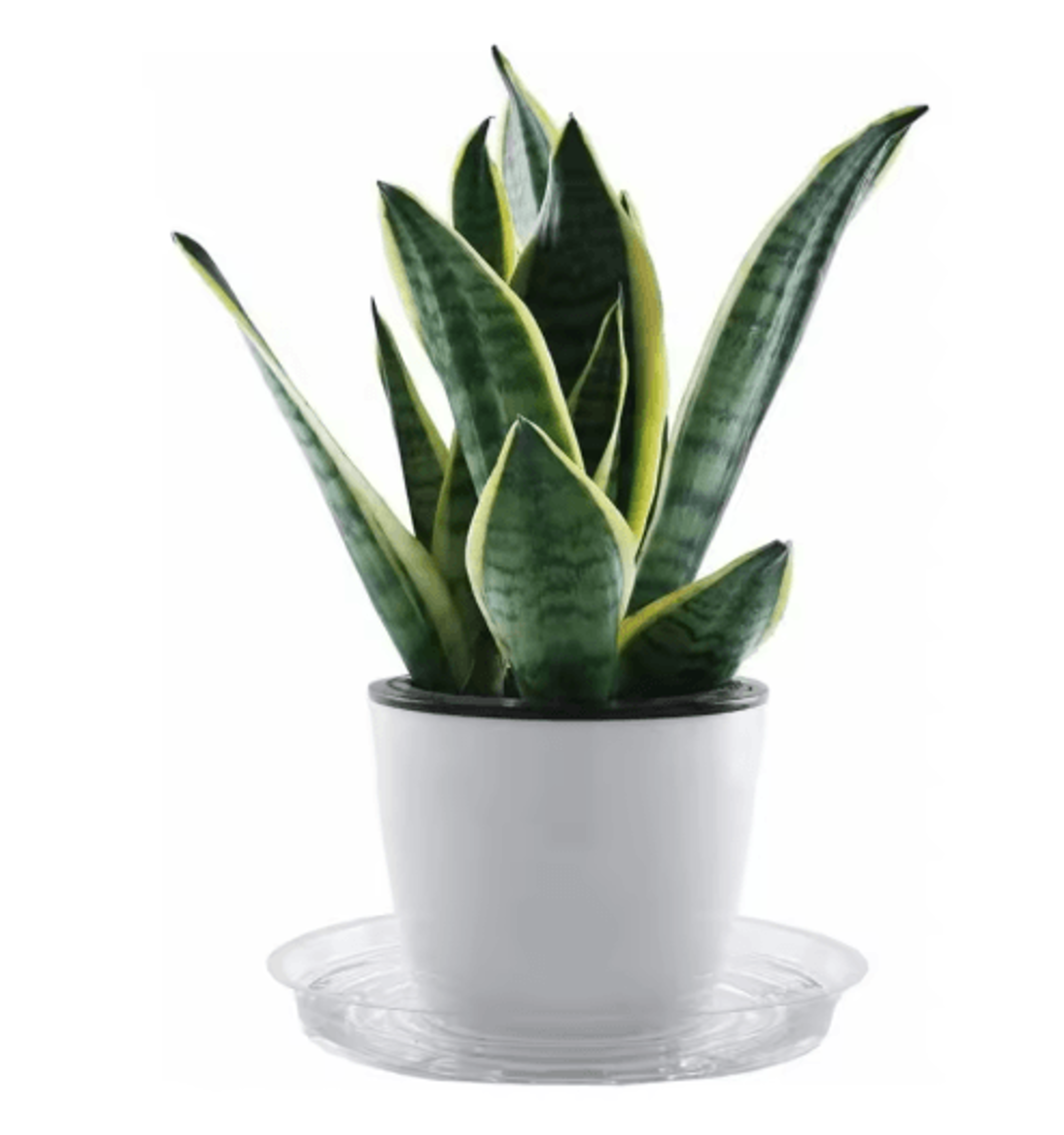 10PCS Clear Plastic Plant Saucers  Round Drip Trays For Flower Pots Seedlings  Home Organization 7