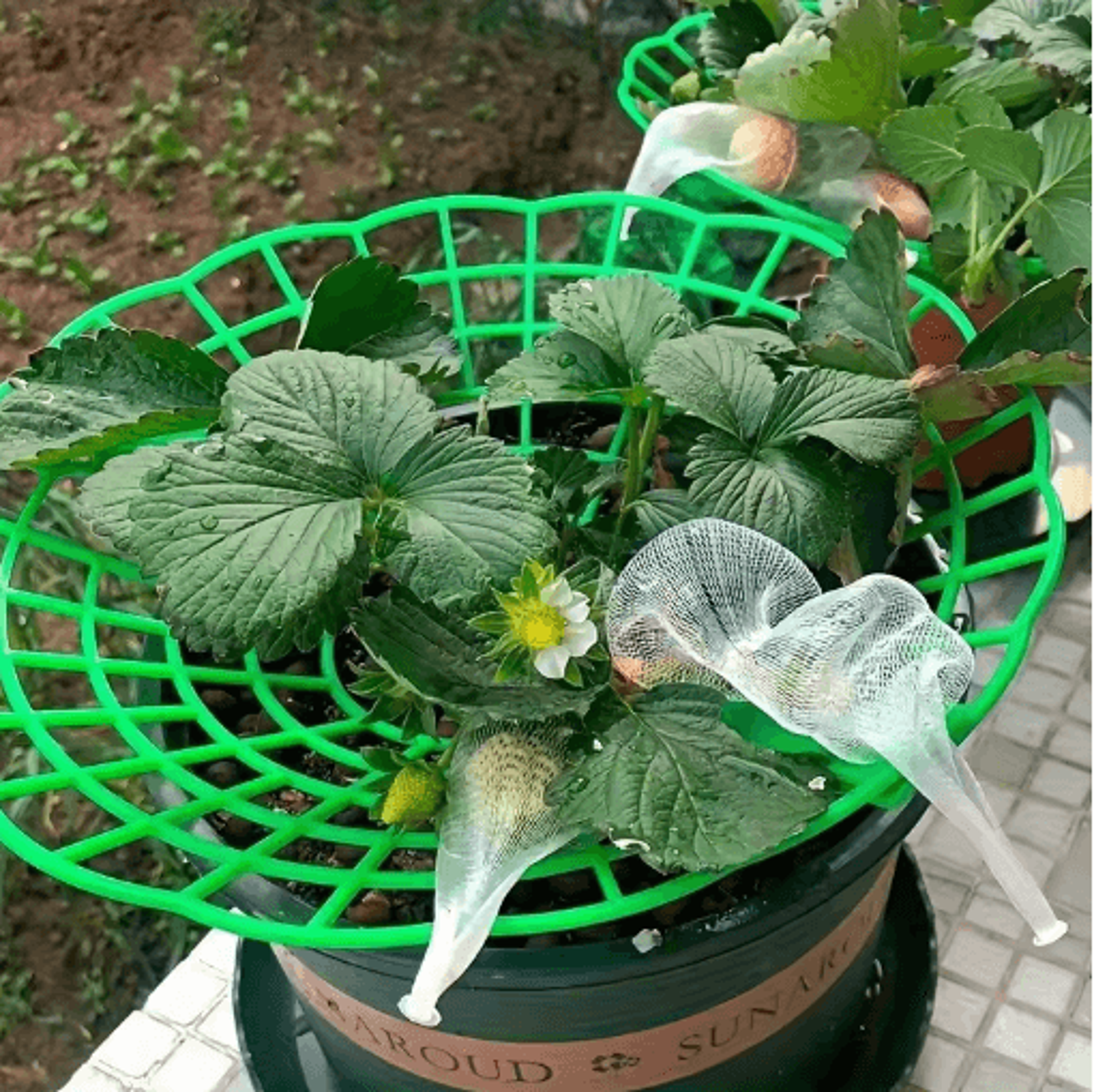 612Piece Strawberry Plant Support Cages 5