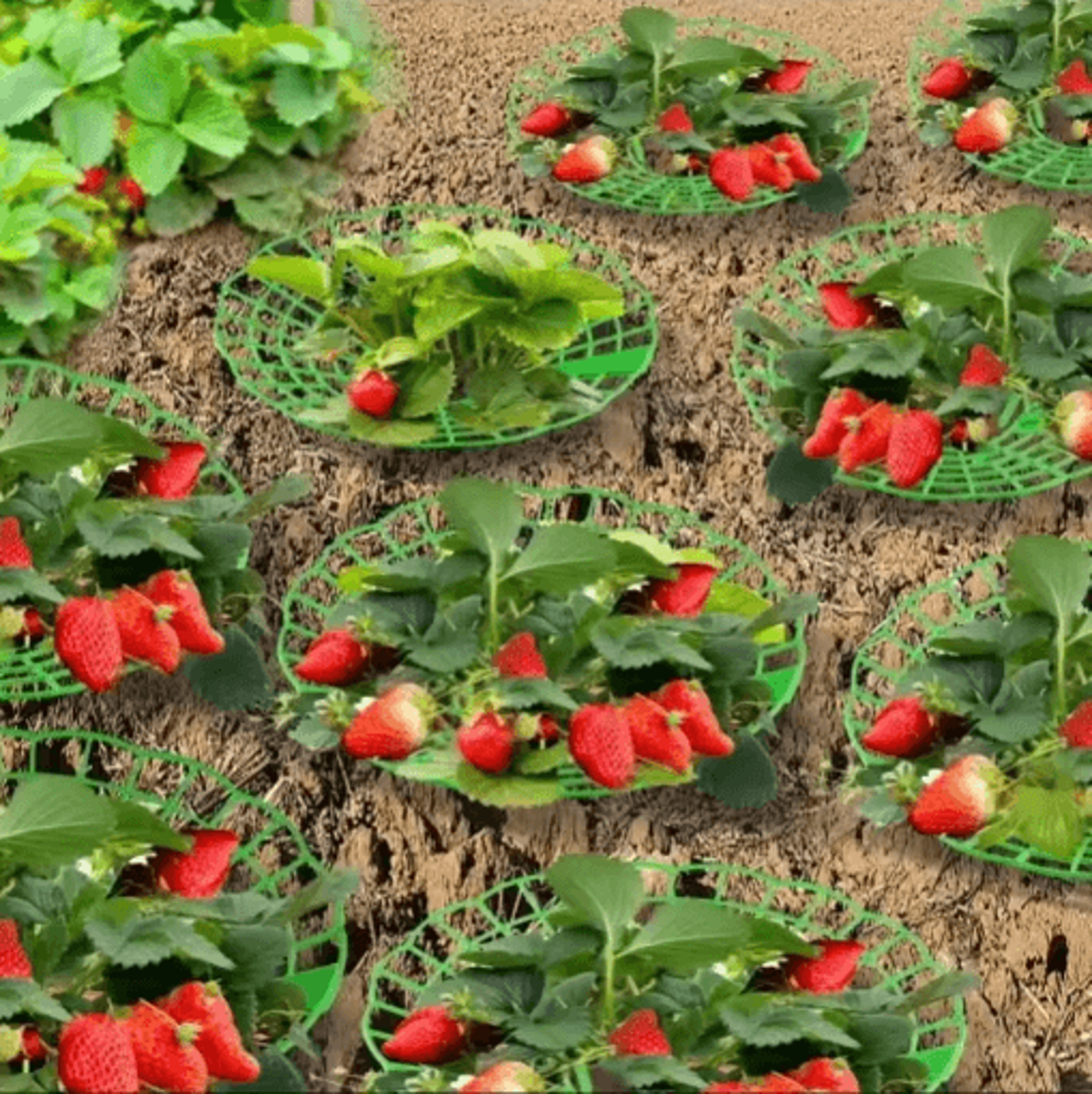 612Pcs Strawberry Support Stands  Fruit Holders For Potted Strawberry Plants 6