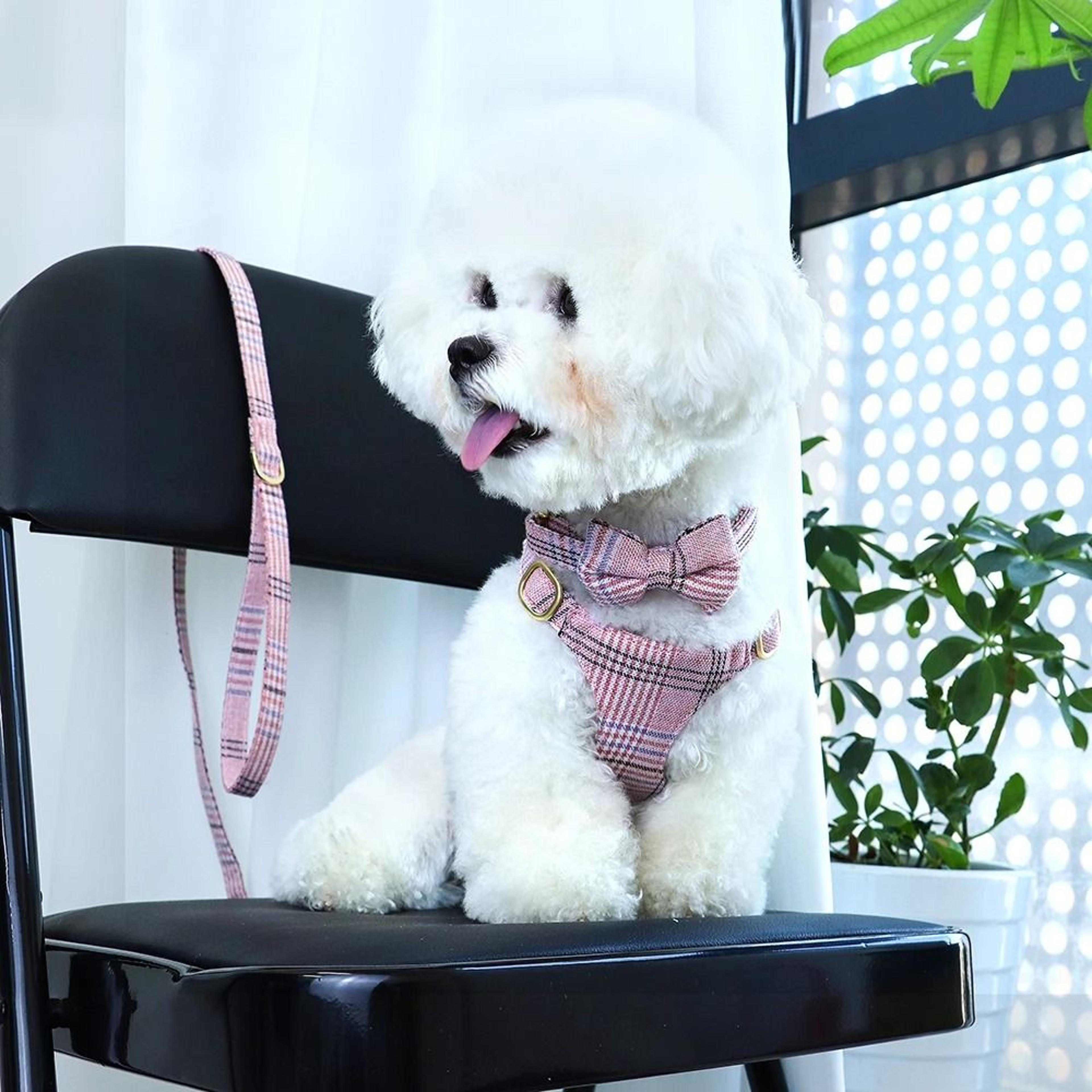adjustable nylon dog harness collar and leash set with bow for small and medium dogs