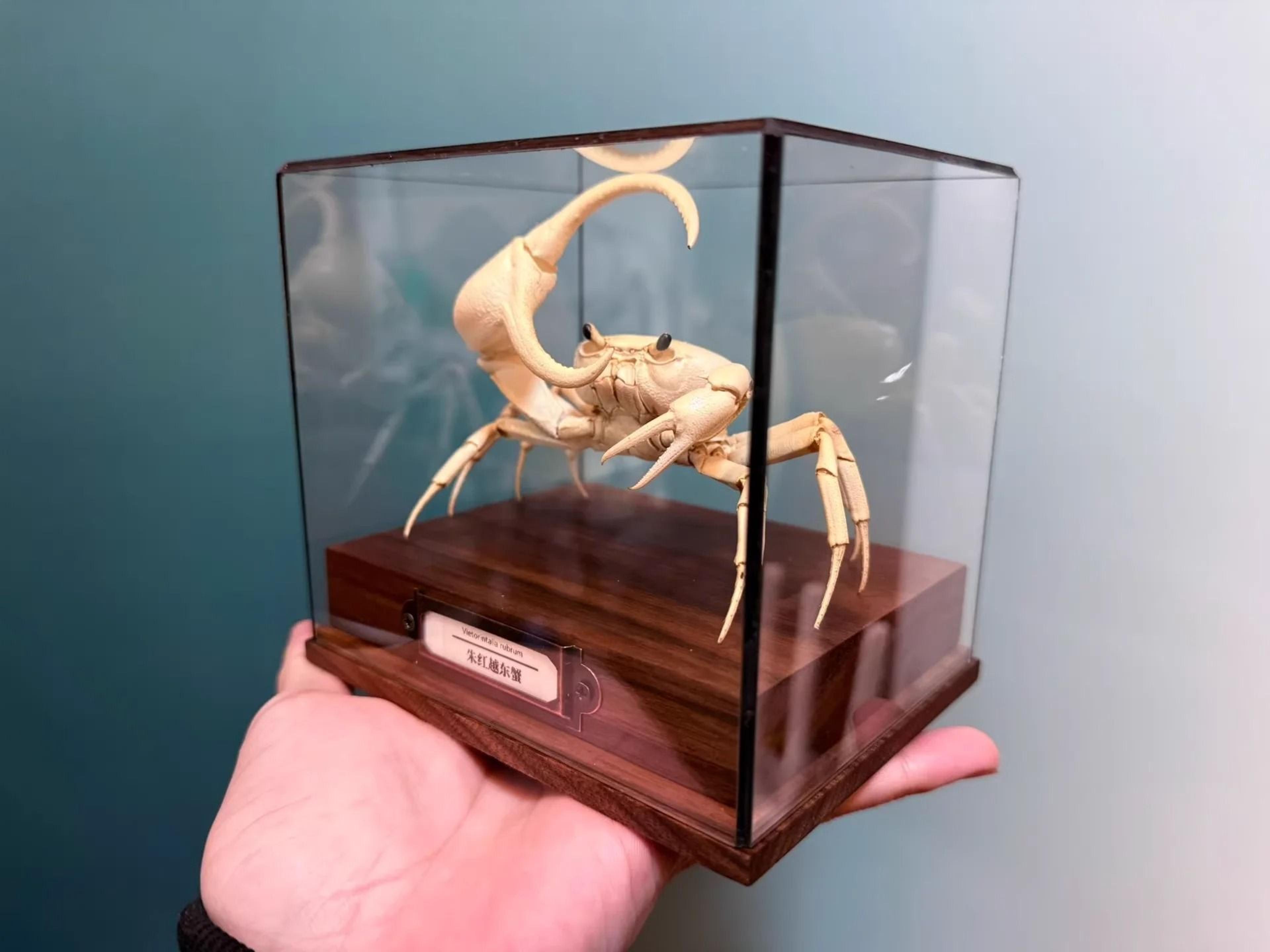 Real Crab Specimen Display Taxidermy Marine Collectible Home Decor 2