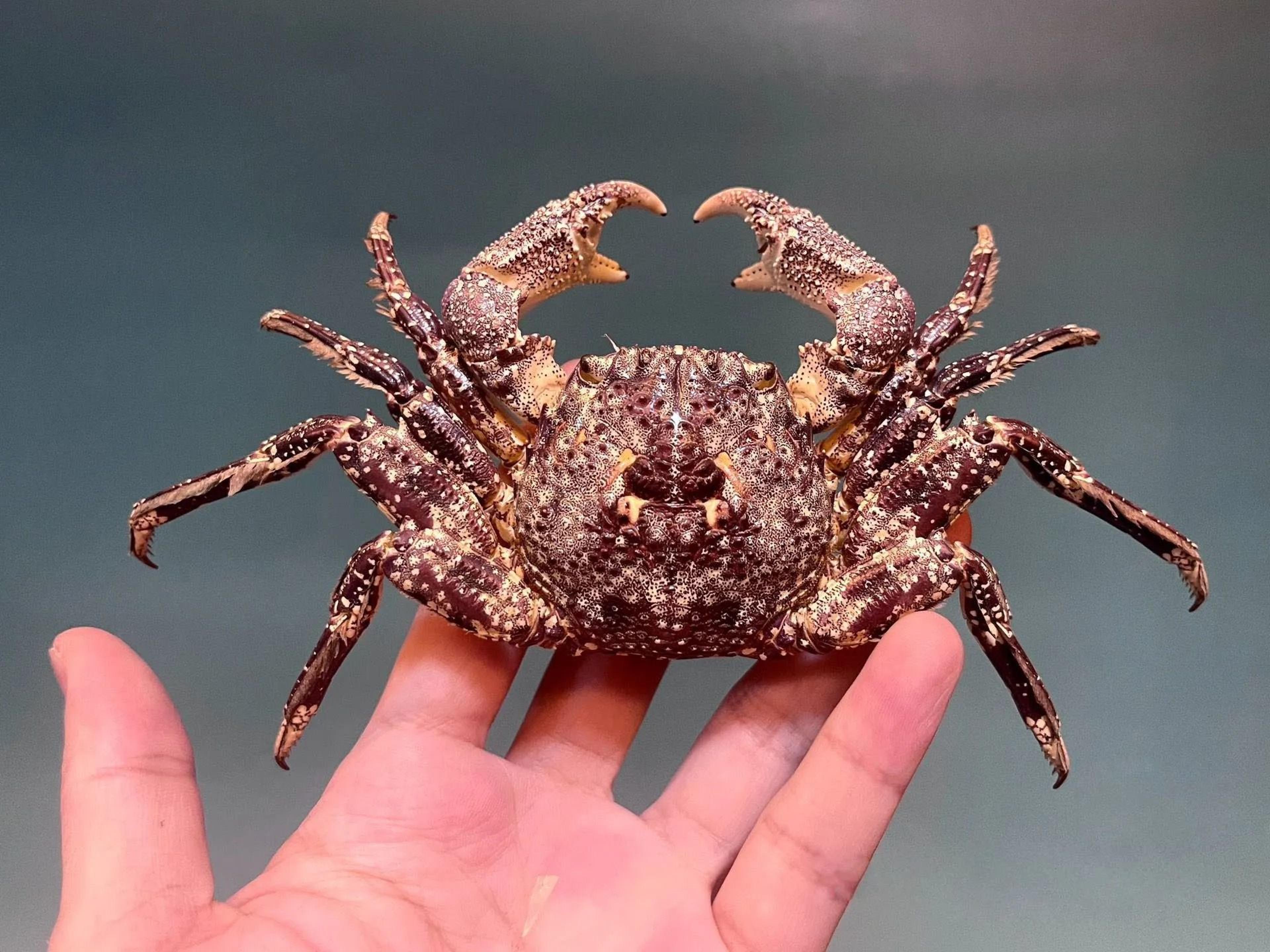 Real Crab Specimen Display Taxidermy Marine Collectible Home Decor 9