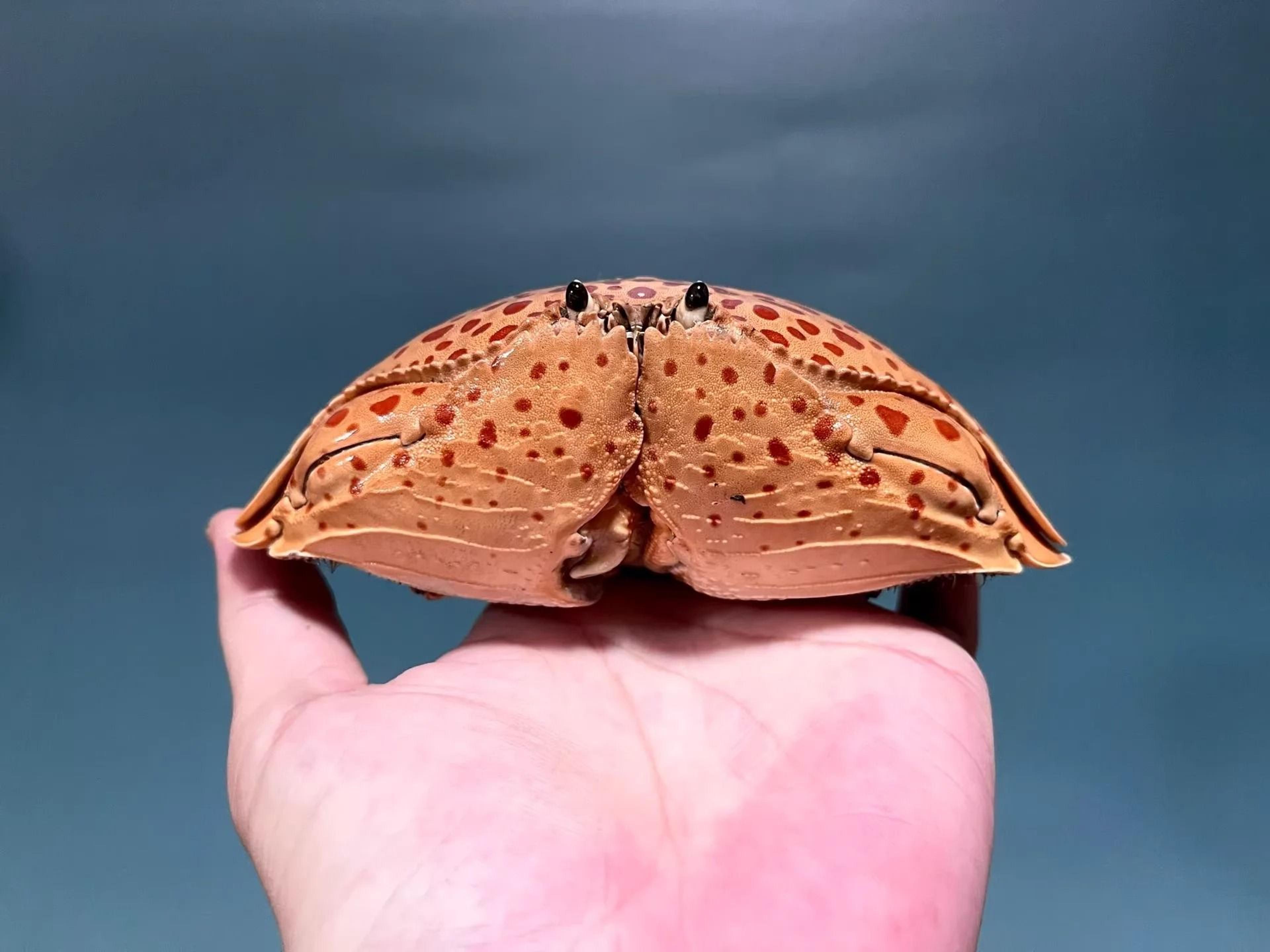 Real Crab Specimen Display Taxidermy Marine Collectible Home Decor 13