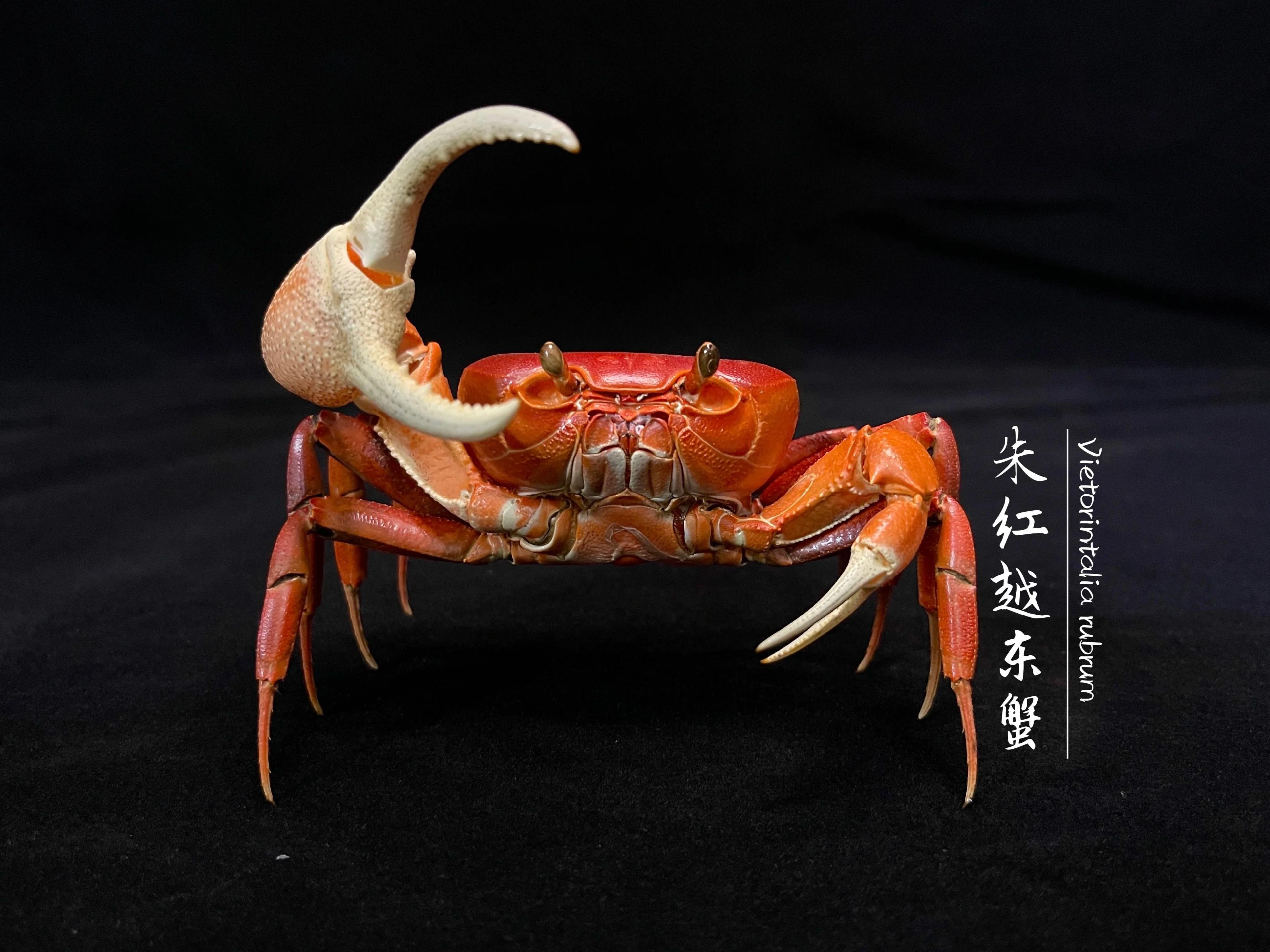Real Crab Specimen Display Taxidermy Marine Collectible Home Decor 20