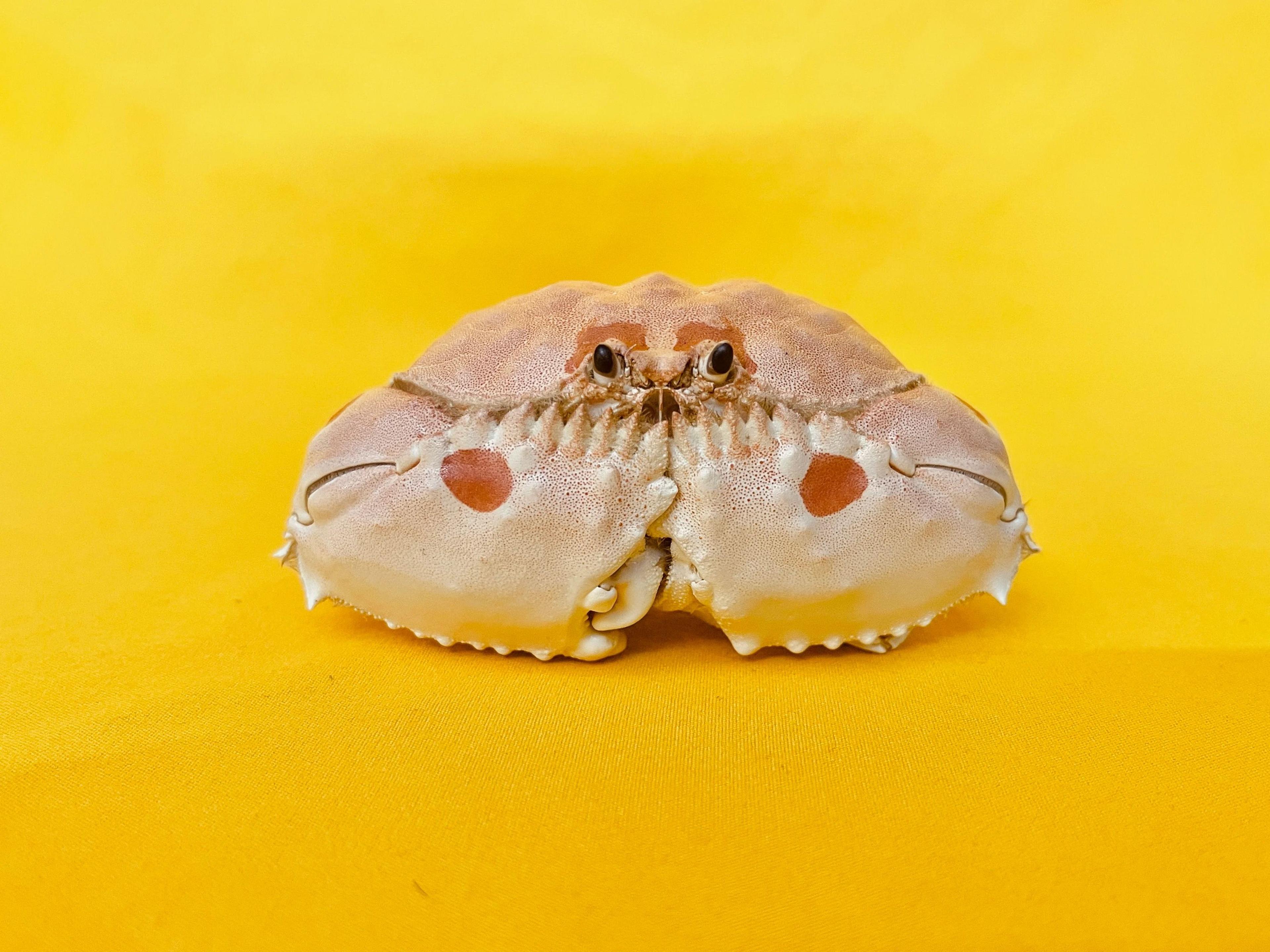 Real Crab Specimen Display Taxidermy Marine Collectible Home Decor 21