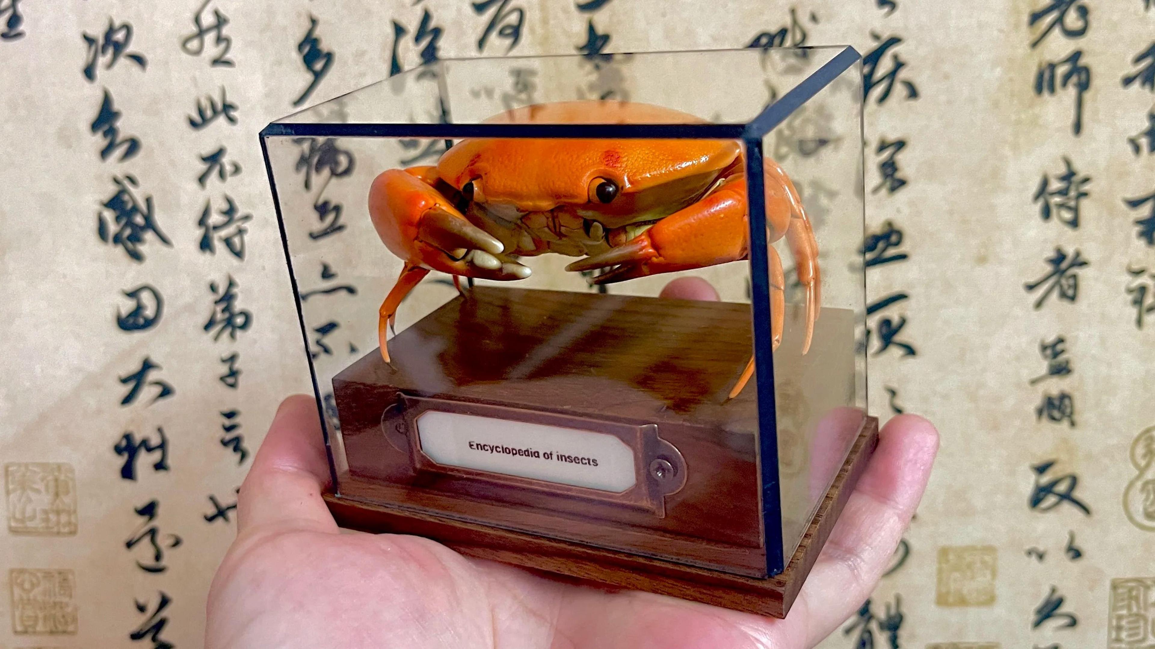 Real Crab Specimen Display Taxidermy Marine Collectible Home Decor 25