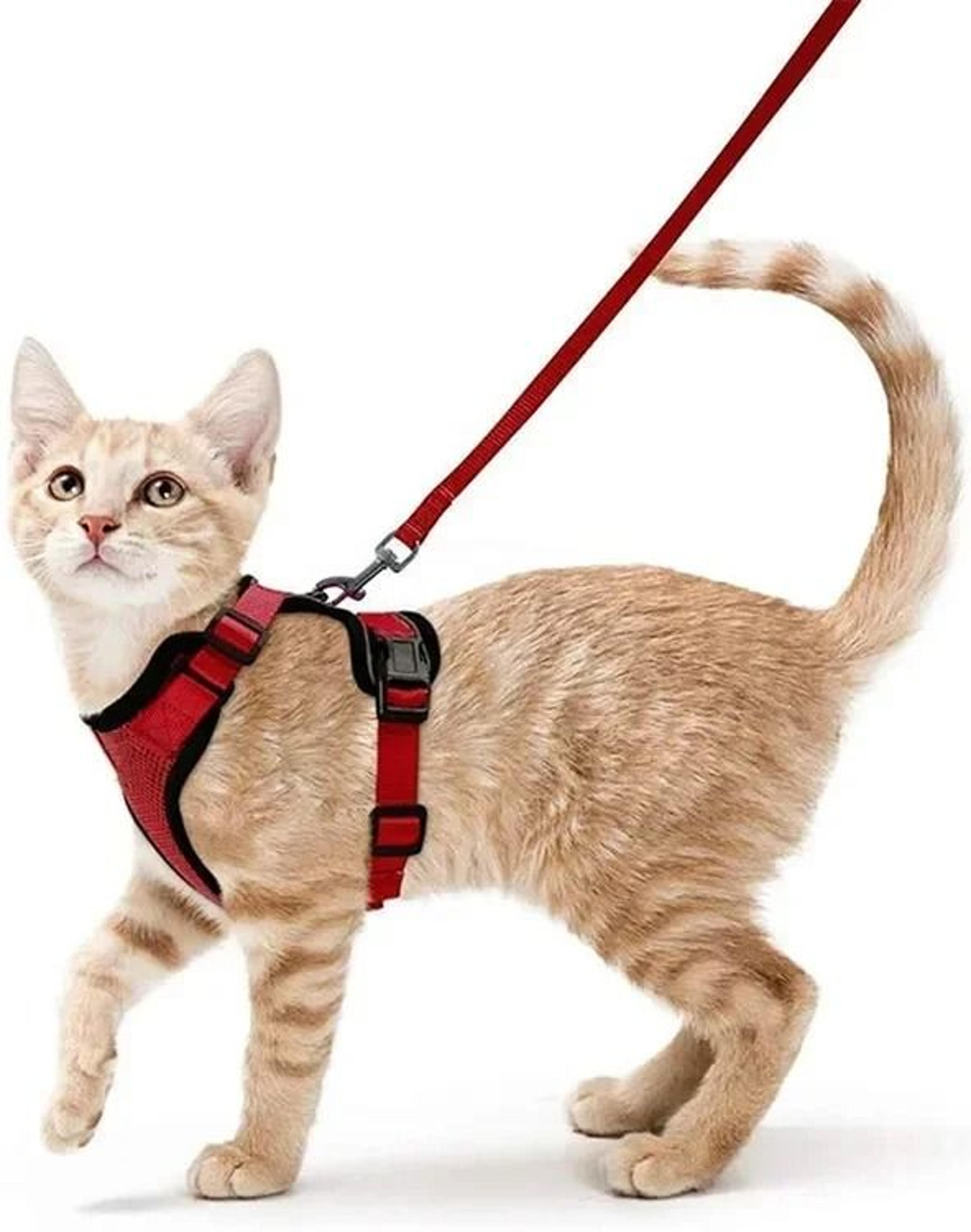 Escape Proof Cat Harness And Leash Soft Adjustable Reflective Vest For Safe Outdoor Walking 6
