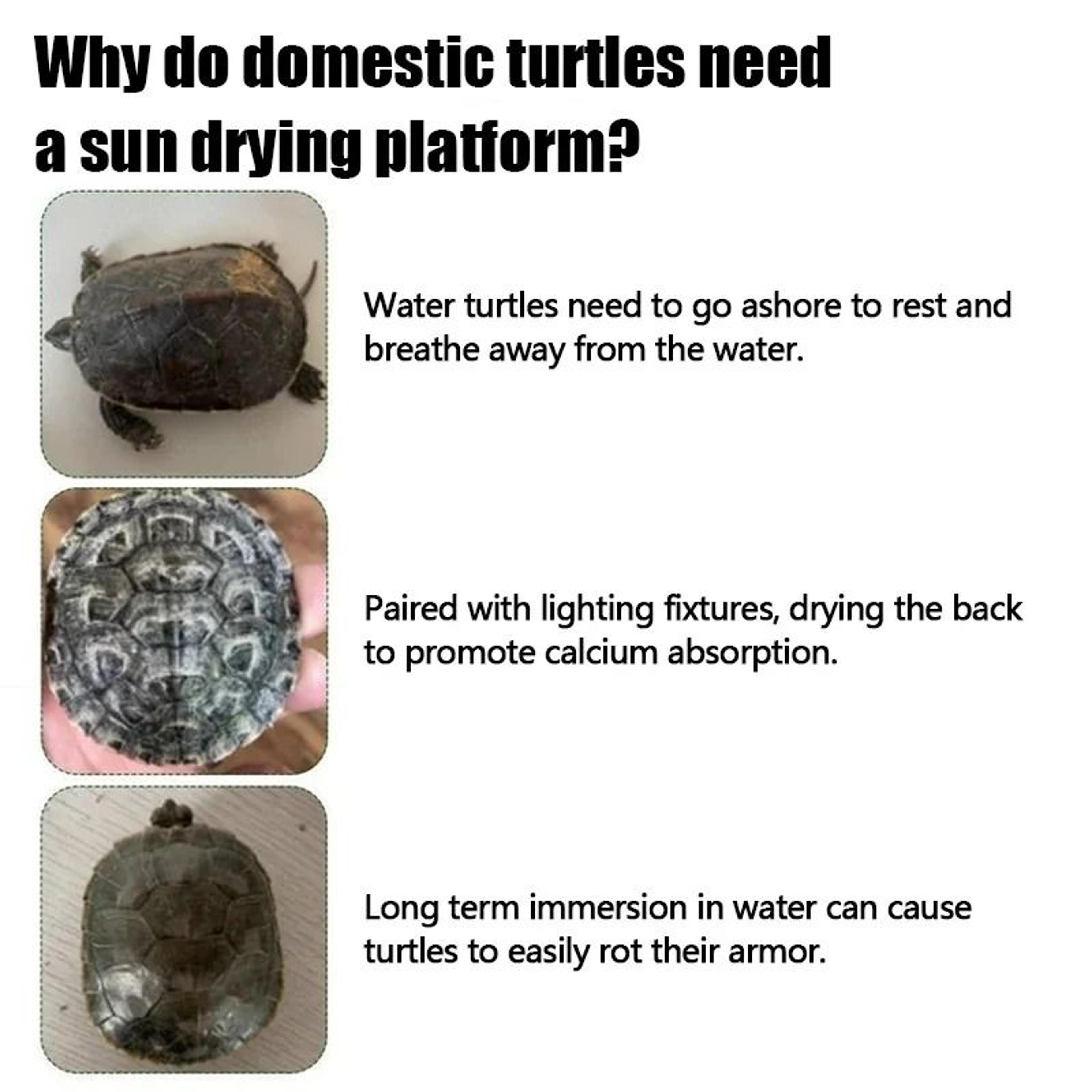 AquaRest Floating Turtle Basking Platform Ramp 5