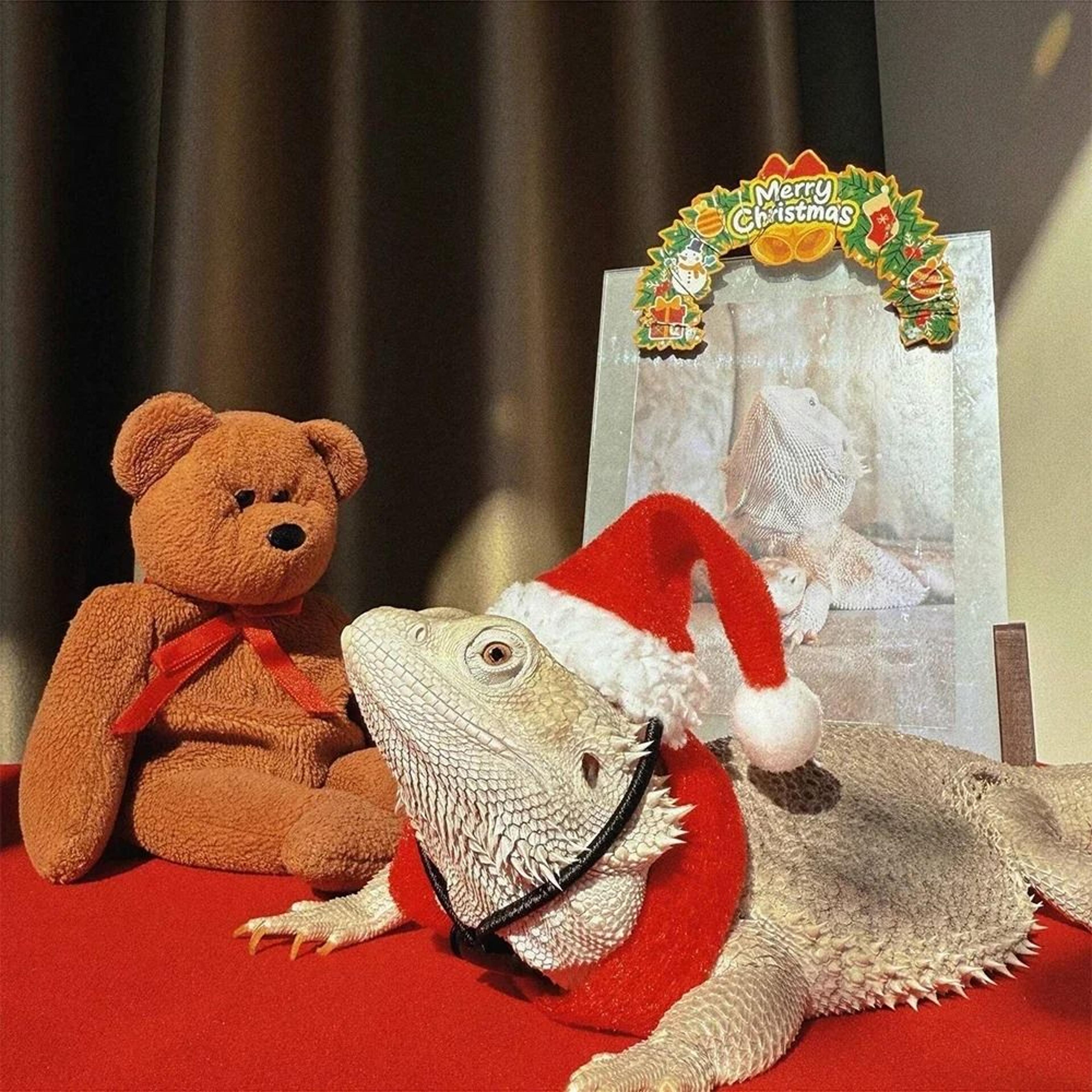 christmas lizard costume hat and scarf set for bearded dragon pets