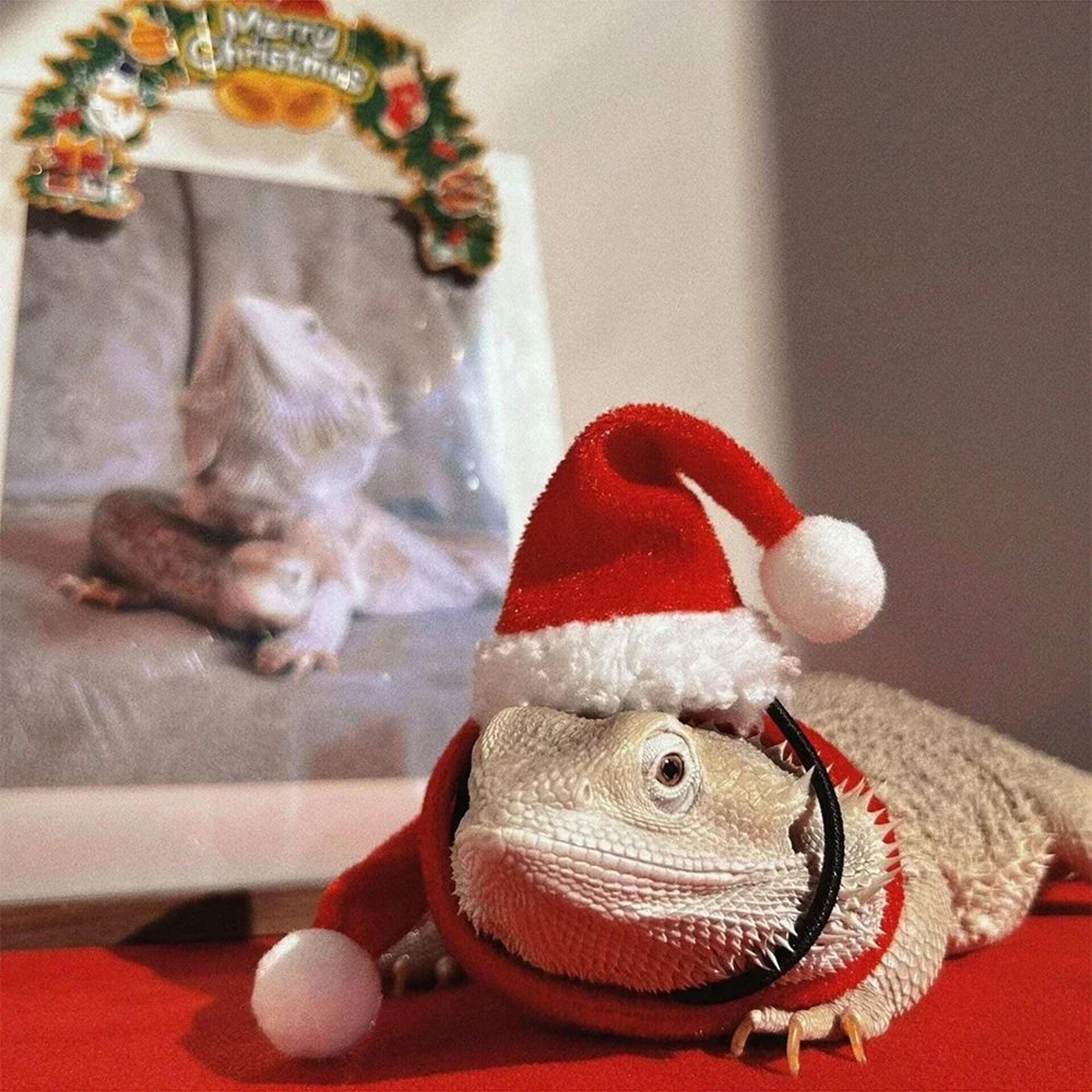Christmas Lizard Costume Hat And Scarf Set For Bearded Dragon Pets 5