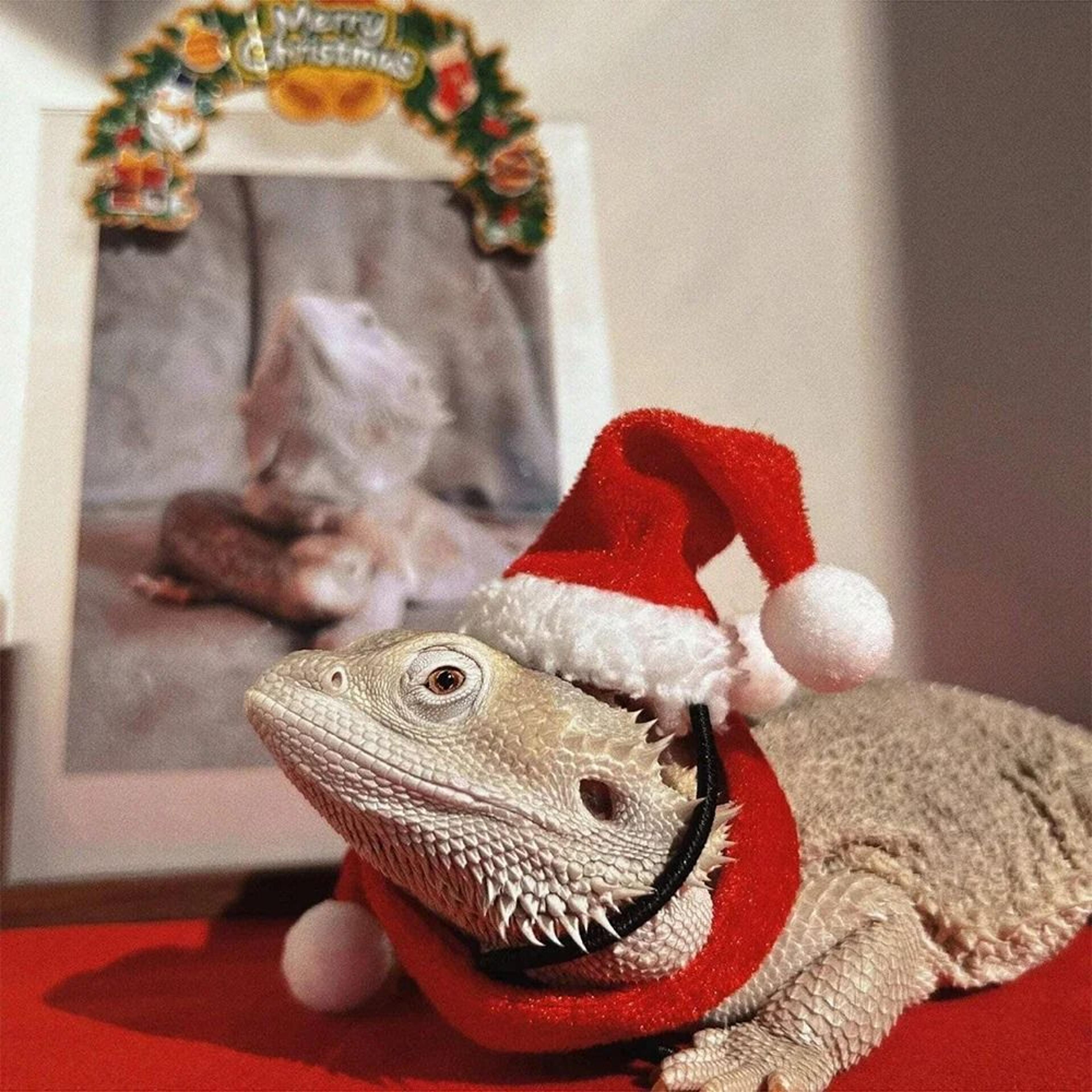 Christmas Lizard Costume Hat And Scarf Set For Bearded Dragon Pets 6