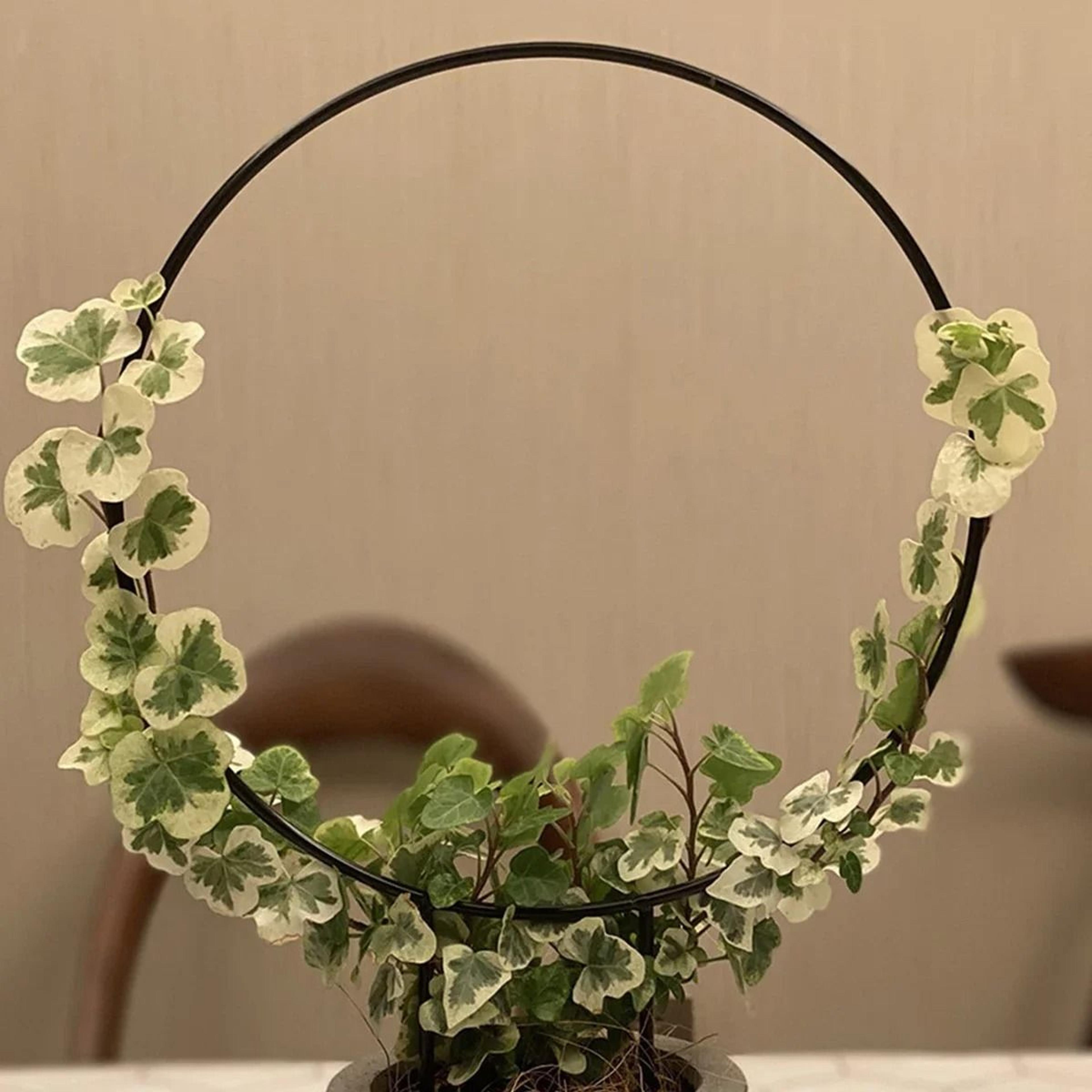 Black Metal Garden Trellis Rust Resistant Climbing Plant Support For Pots 5