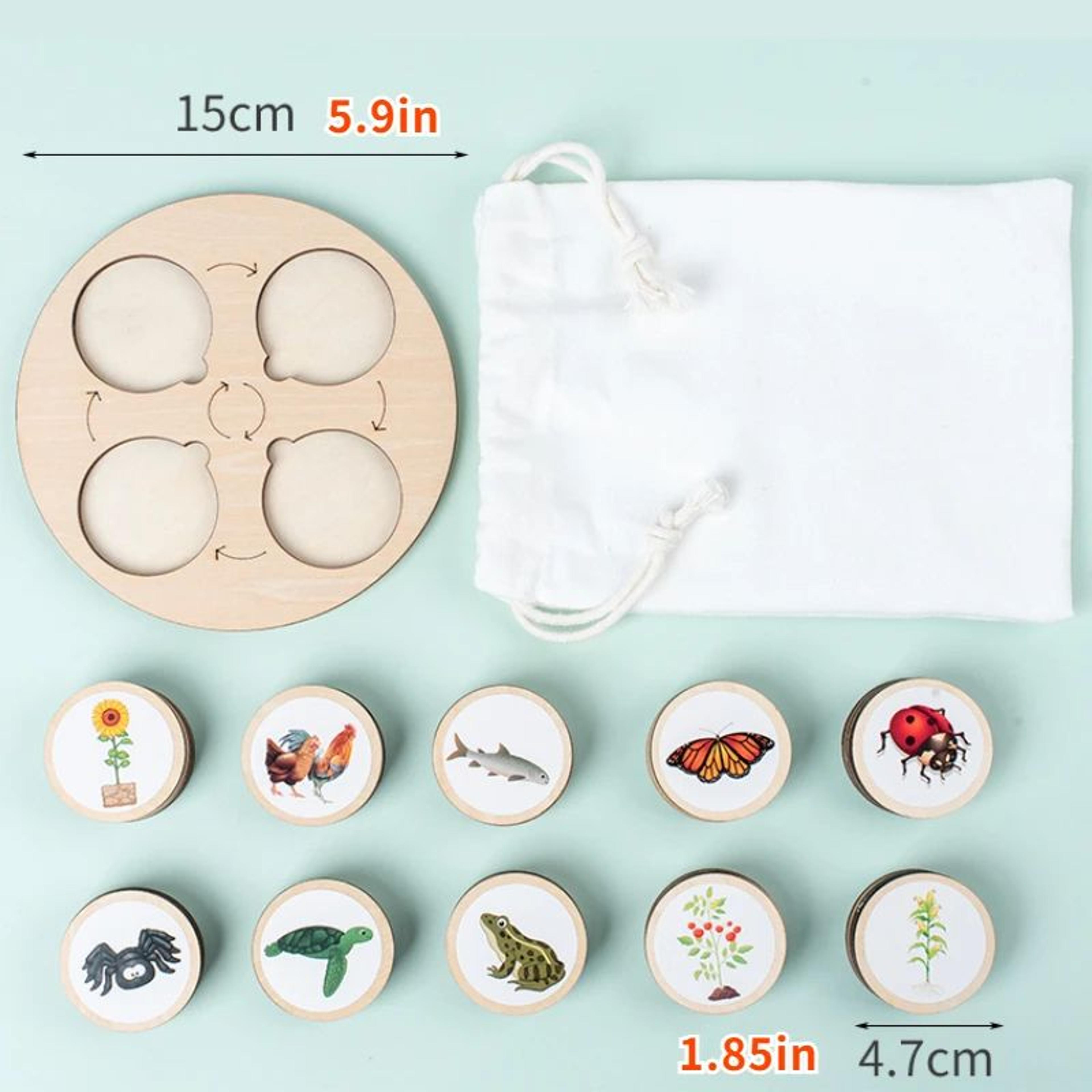 Montessori Life Cycle Board Kit  Wooden Montessori Learning Toy For Biology  Sensory Play 2