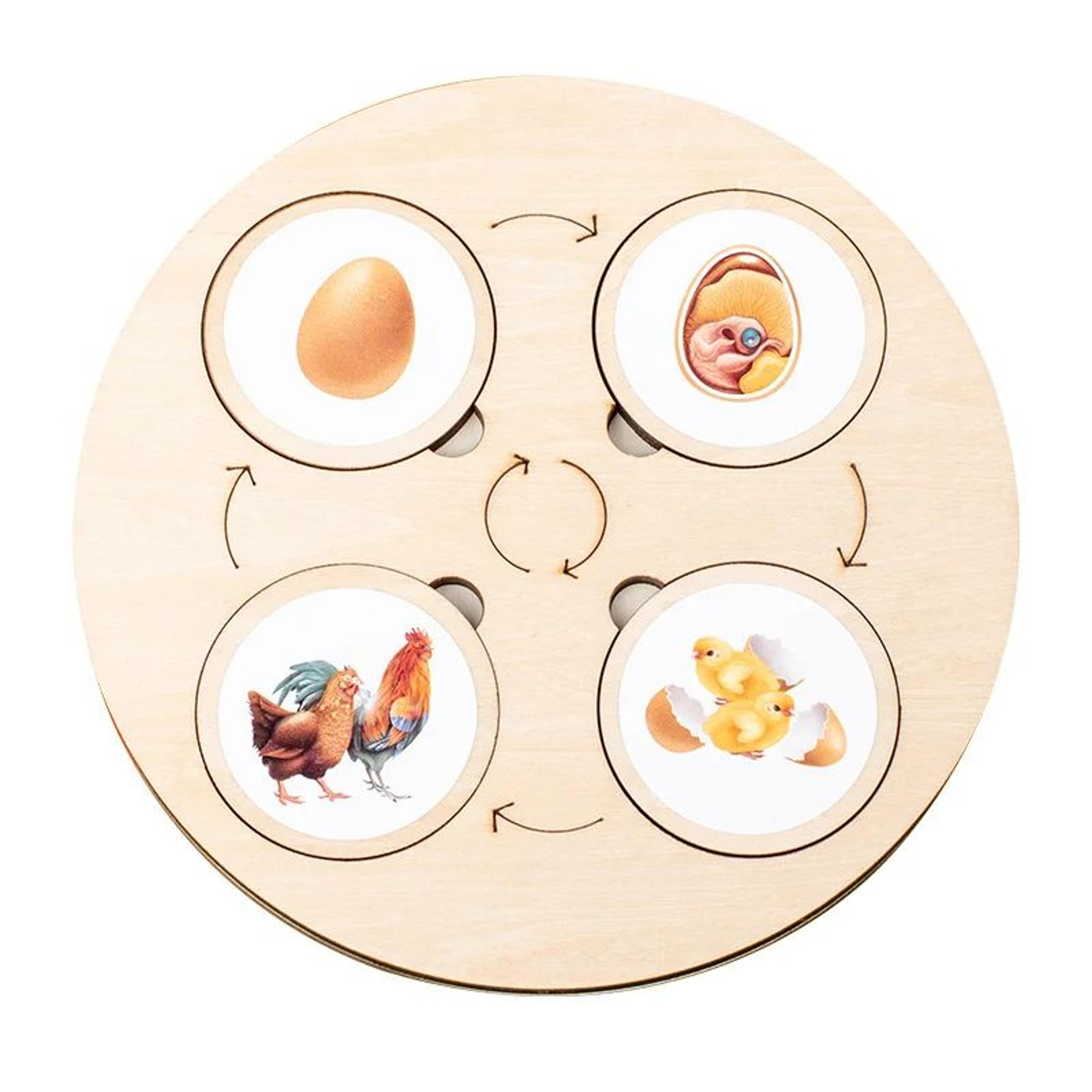 Montessori Life Cycle Board Kit  Wooden Montessori Learning Toy For Biology  Sensory Play 5