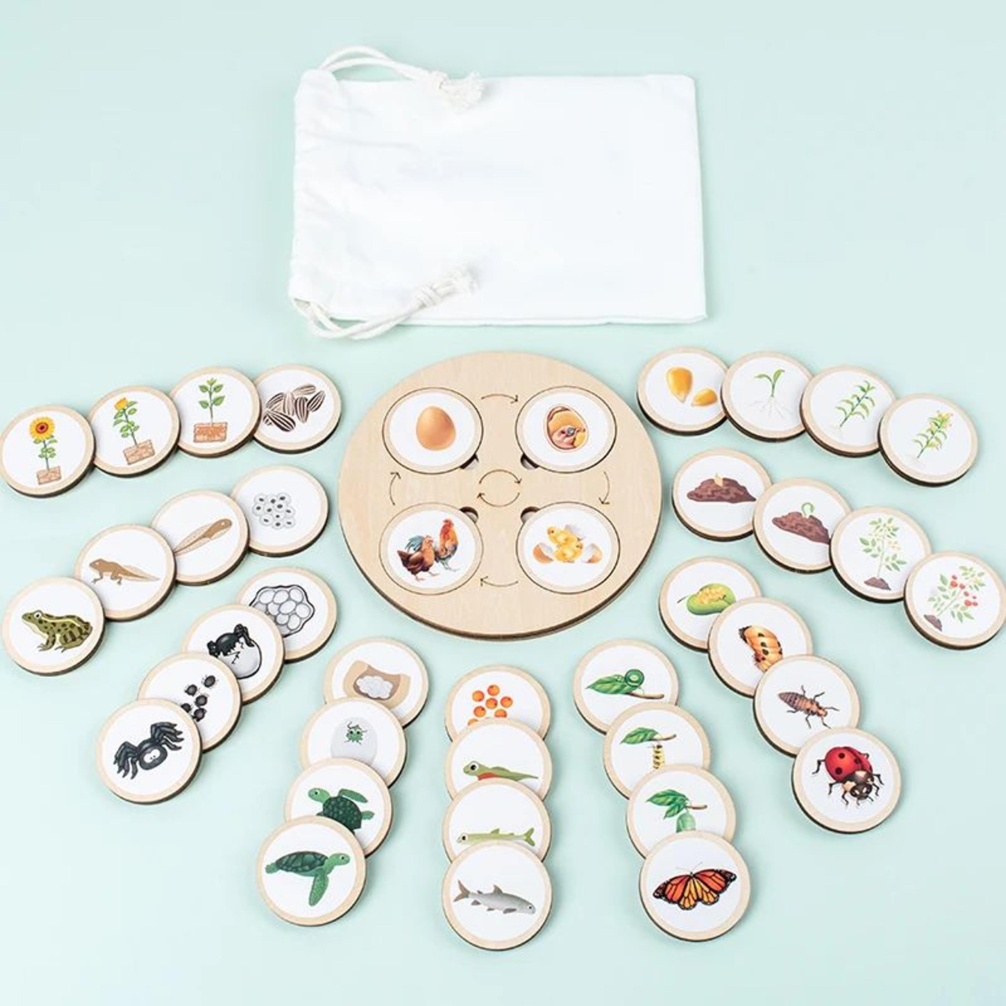 Montessori Life Cycle Board Kit  Wooden Montessori Learning Toy For Biology  Sensory Play 6