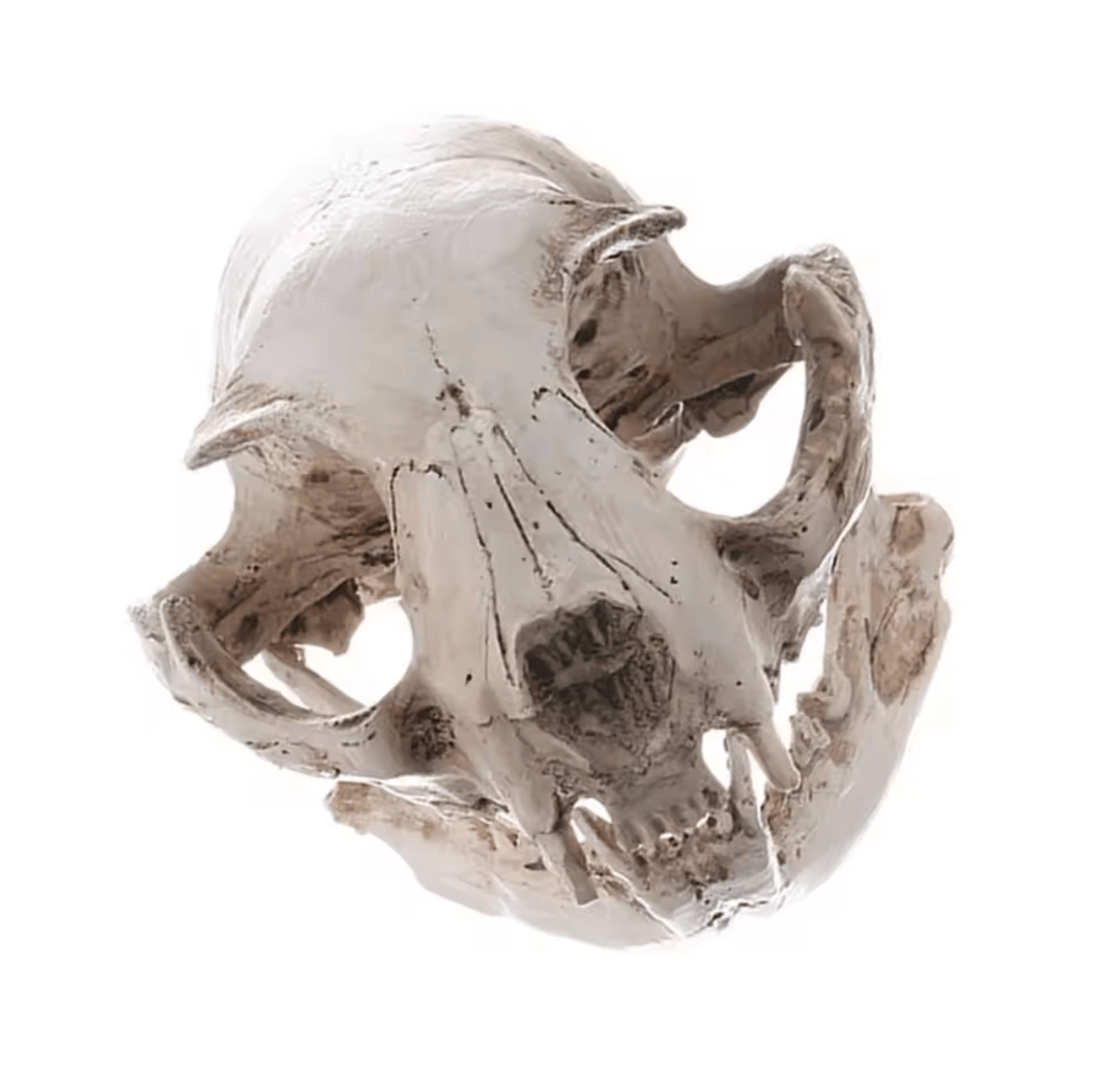 realistic resin cat skull model – anatomy teaching & gothic home decor collectible