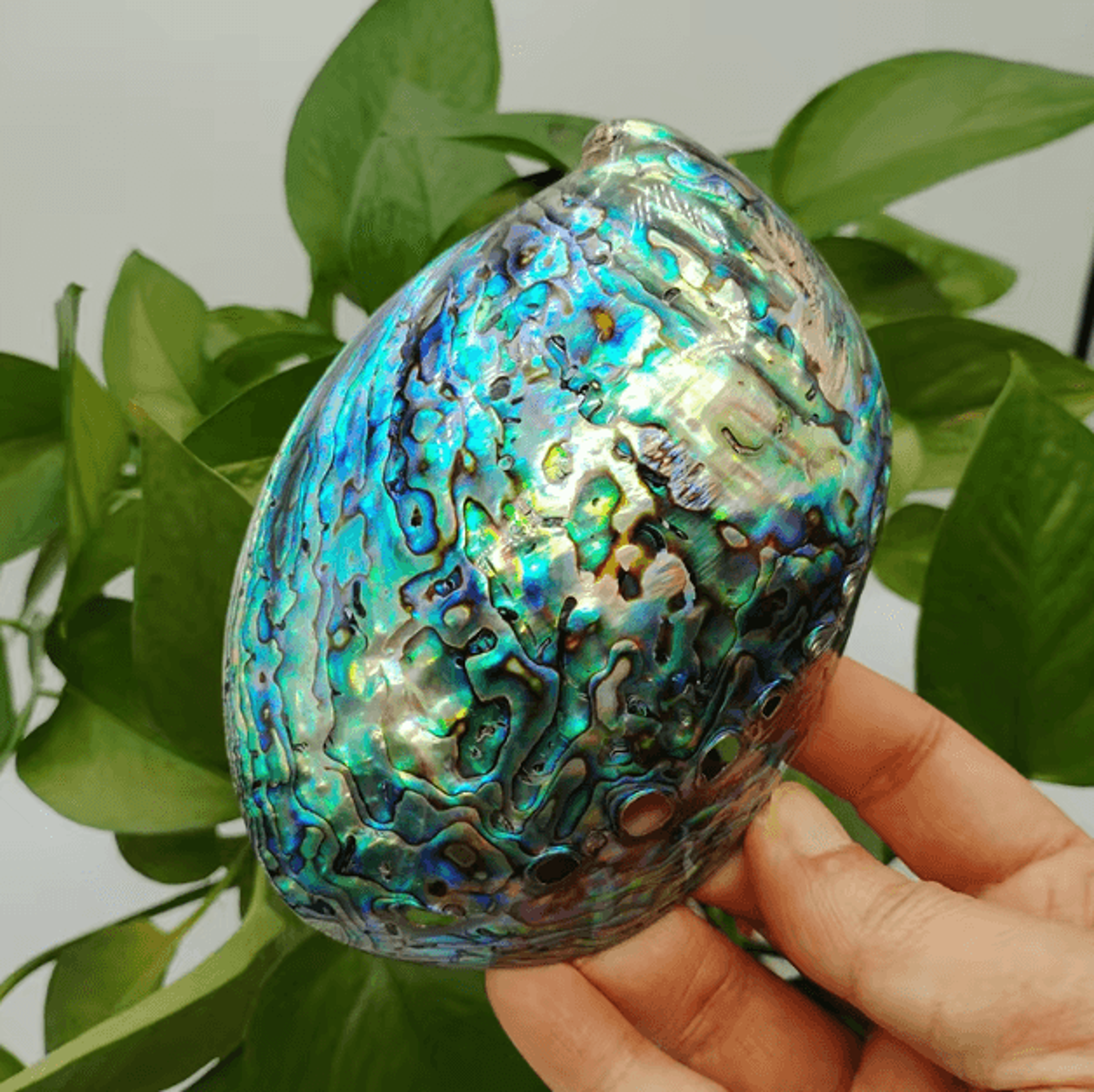 Paua Abalone Shell Sage Smudge Kit With Stand  Natural Energy Cleansing  Spiritual Home Decor 6