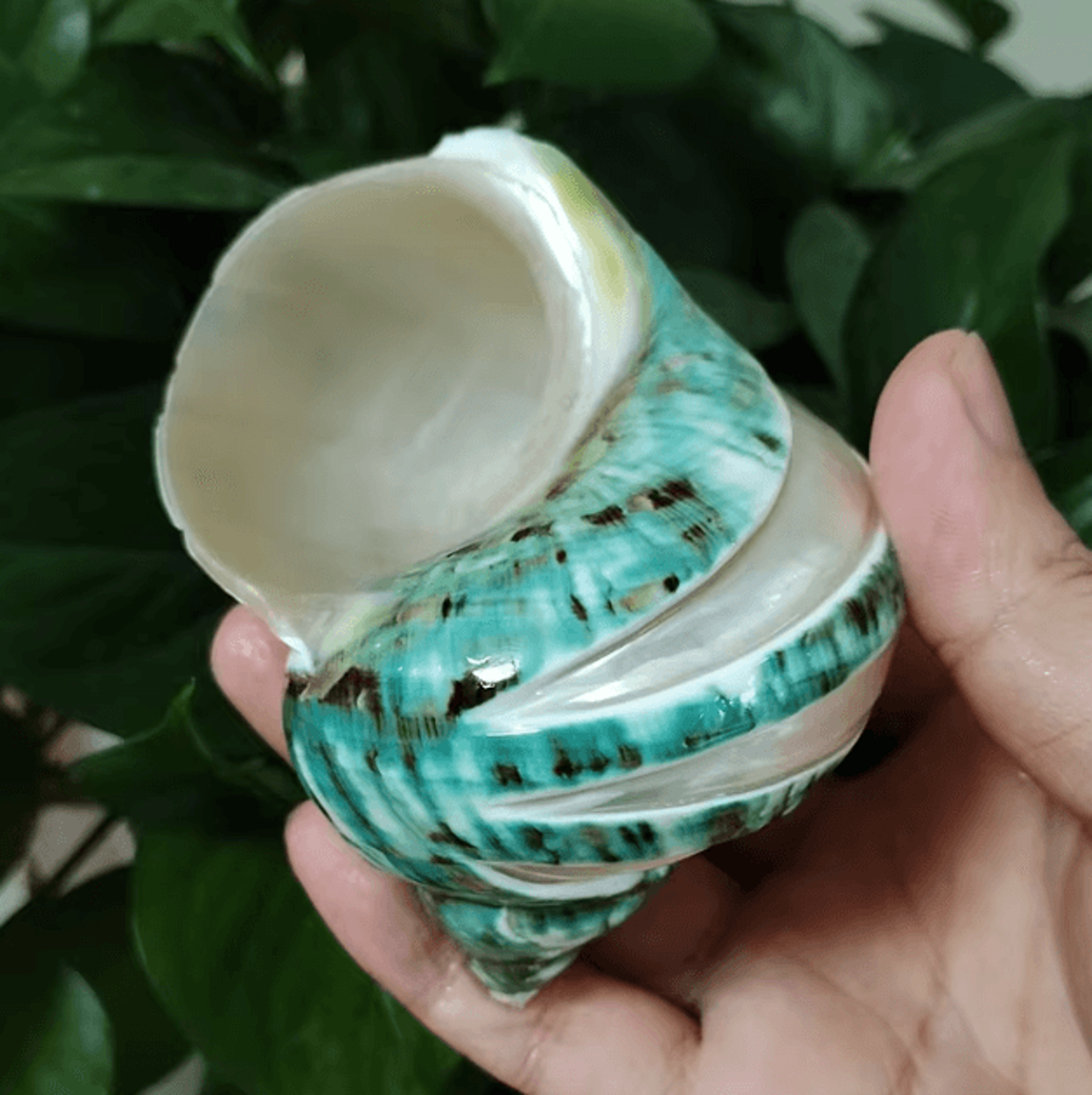 Natural Turbo Hermit Crab Shells 911cm  Coastal Decorative Seashells For Home  Crafts 4