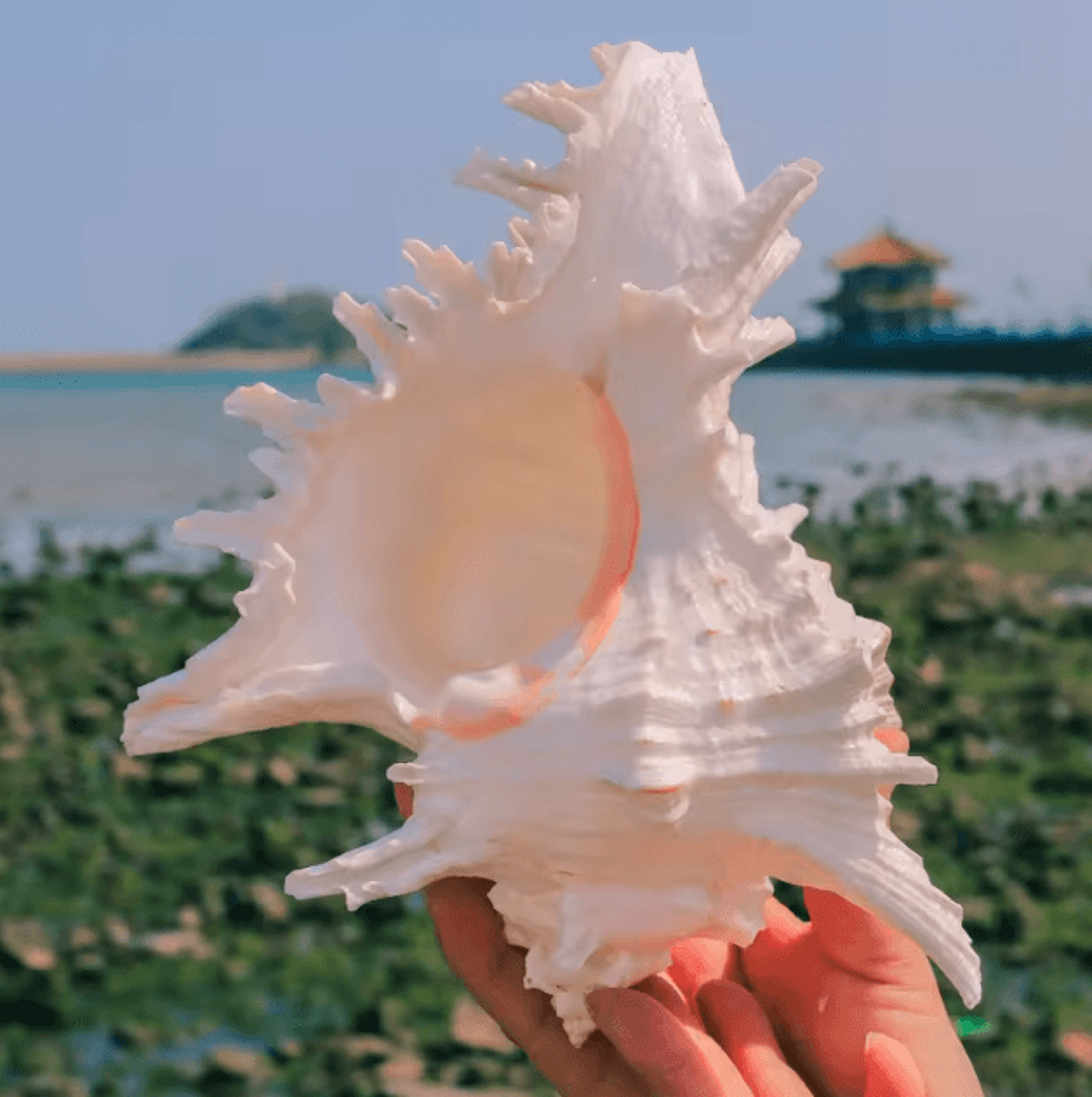 Large Natural Murex Ramosus Shell  Real Ocean Conch Coastal Decor  Wedding Accent 3