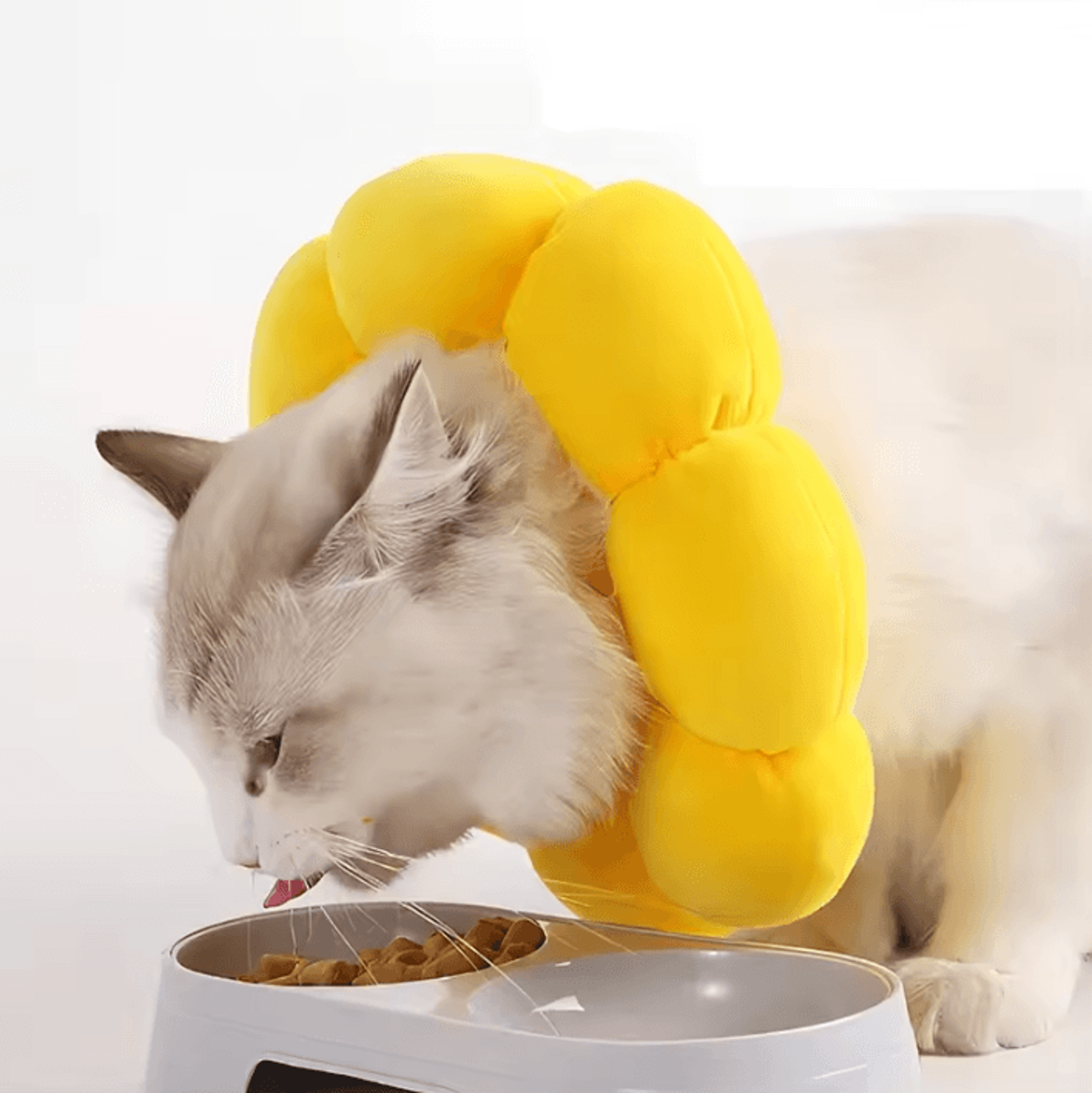 SunBloom Soft Recovery Collar For Cats  Kittens 2