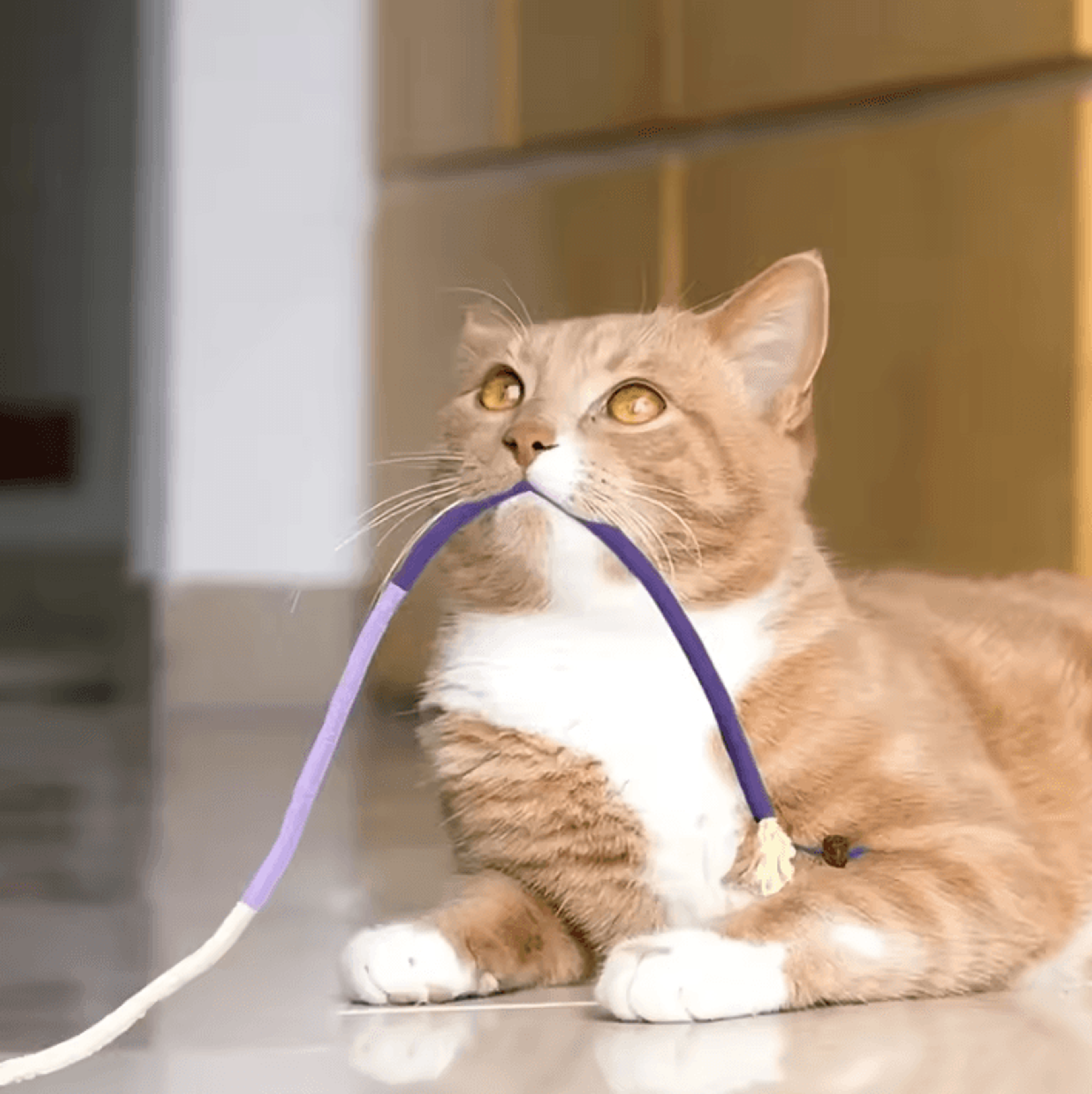 Silvervine Dental Rope Cat Toy  Interactive Cotton Teaser For Healthy Play  Chewing 1