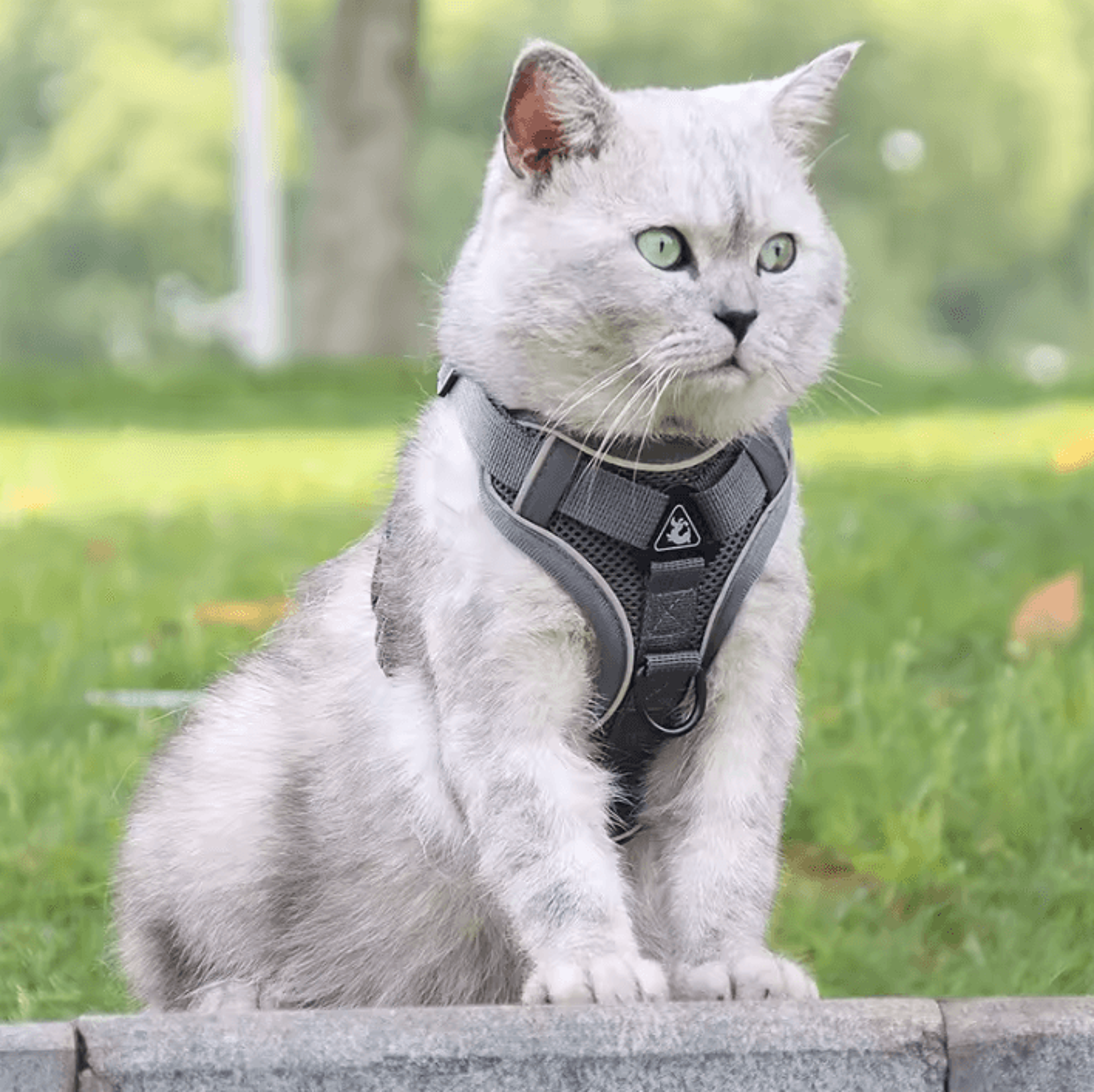 Reflective ComfortFit Pet Harness  Leash Set For Cats  Small Dogs 2