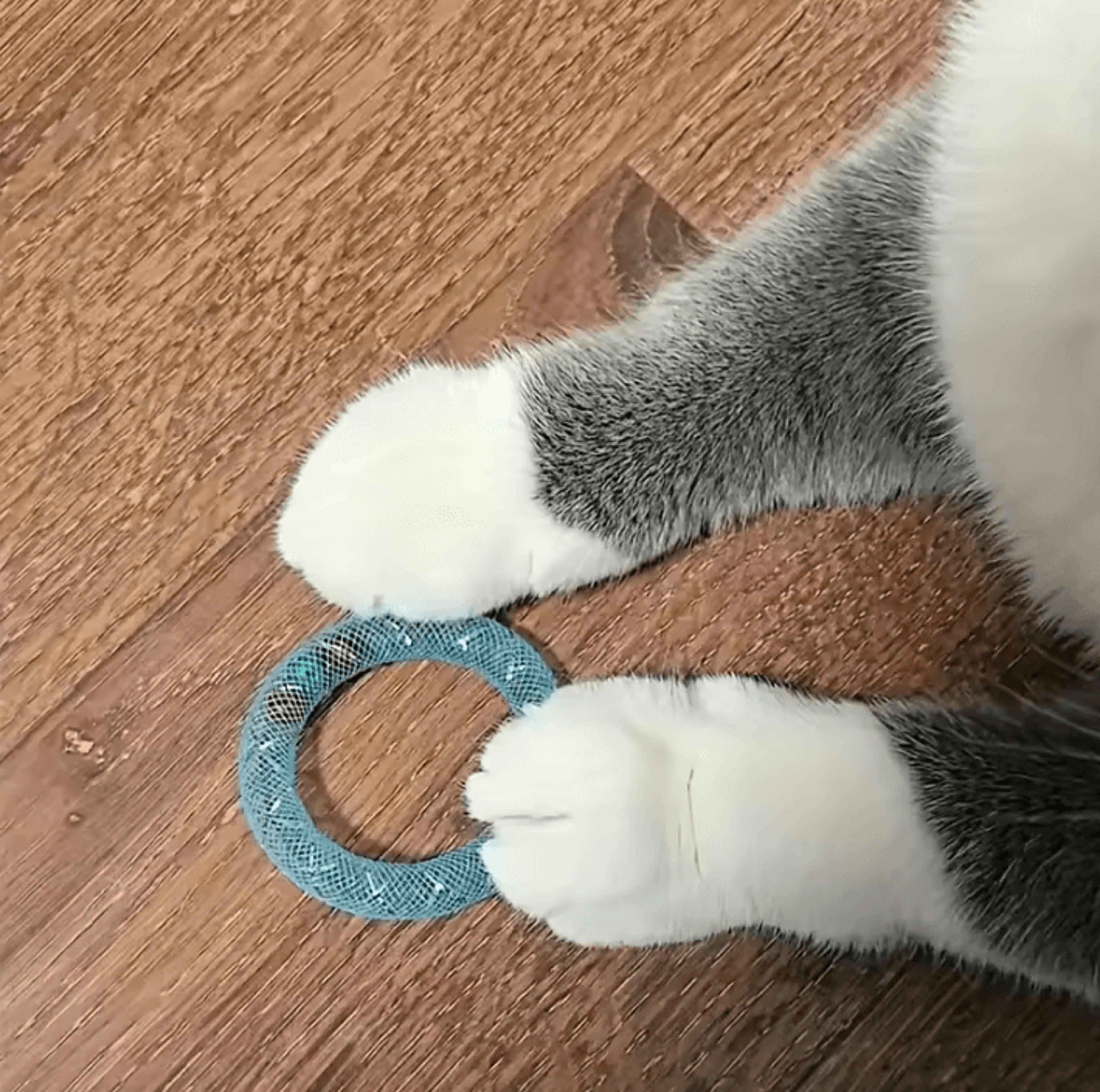DonutBounce Bell Spring Cat Toy 1