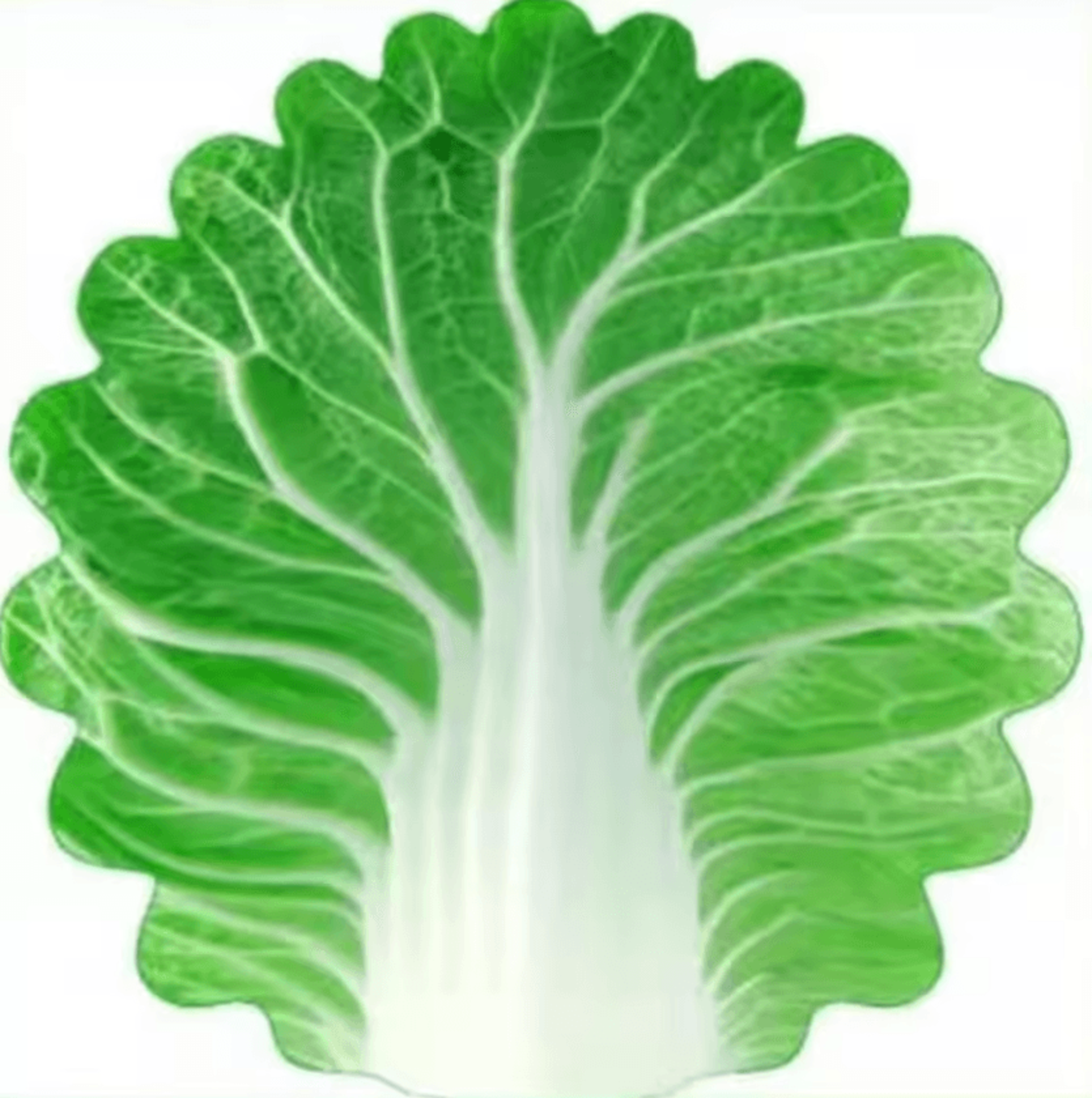 Funny Cabbage Flannel Throw Blanket 5