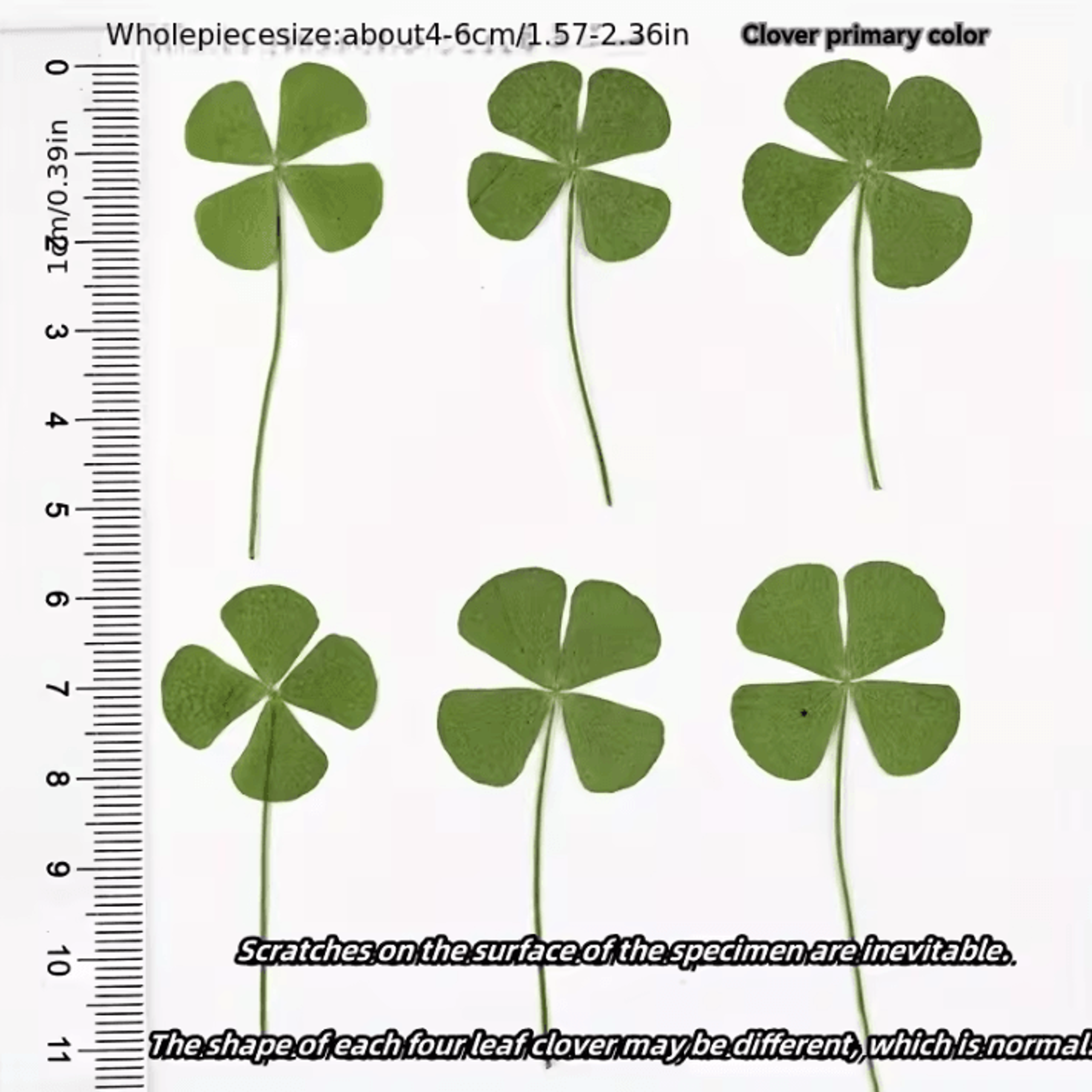 Vintage Lucky Clover Postcards  Transparent Wishing Cards With Natural Grass For Bookmarks And Keep 4