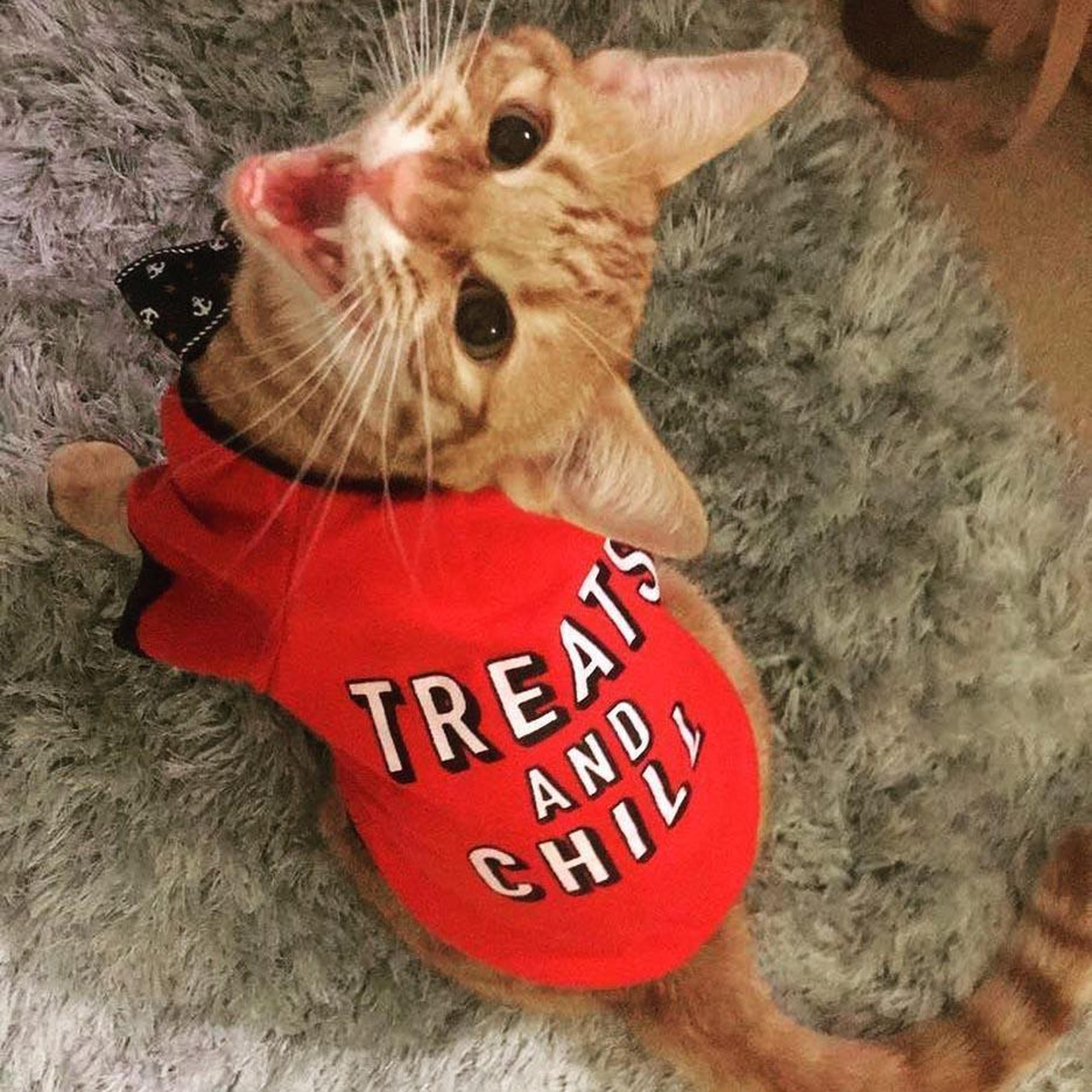 treats and chill" dog & cat t-shirt