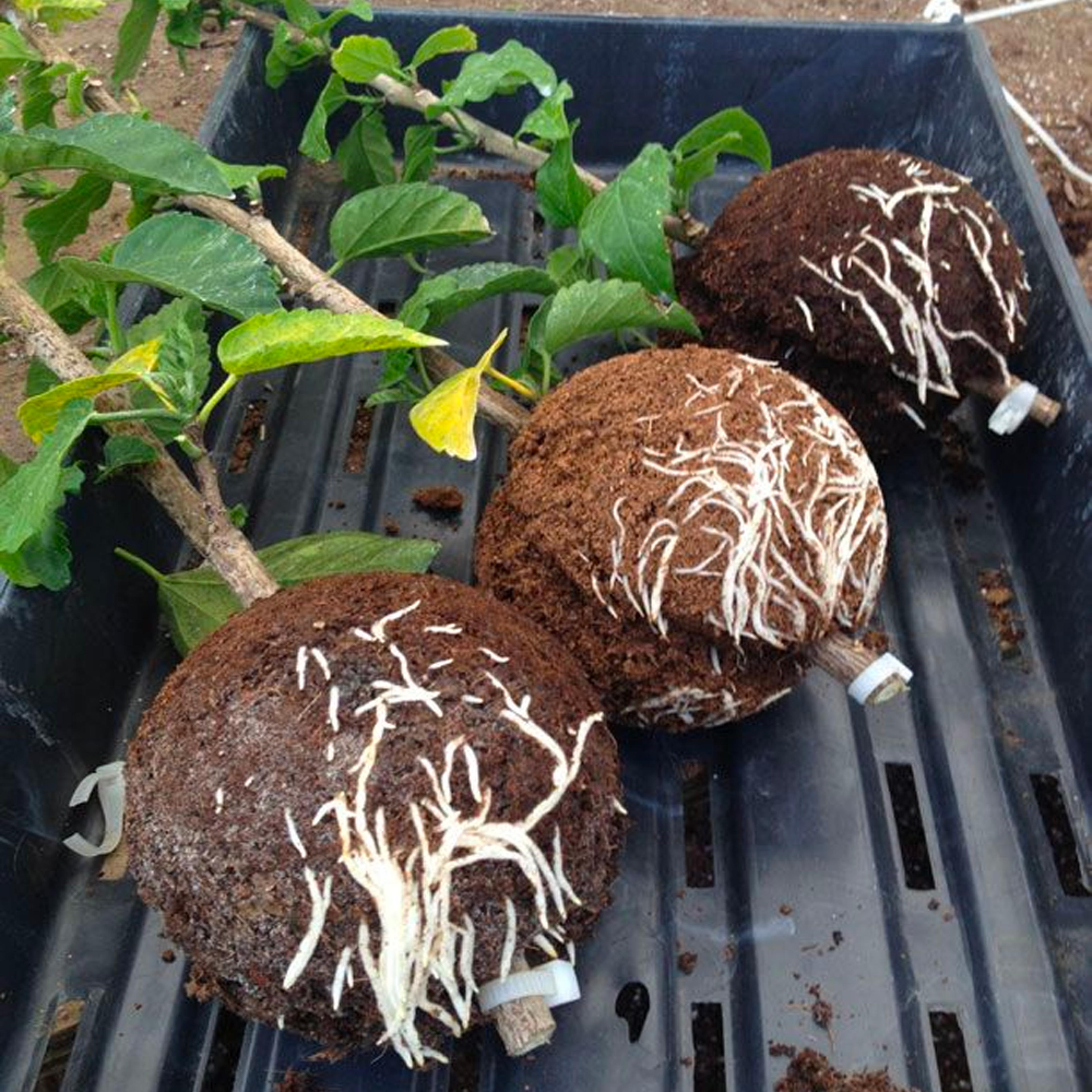 Instant Plant Root Growing Box 2