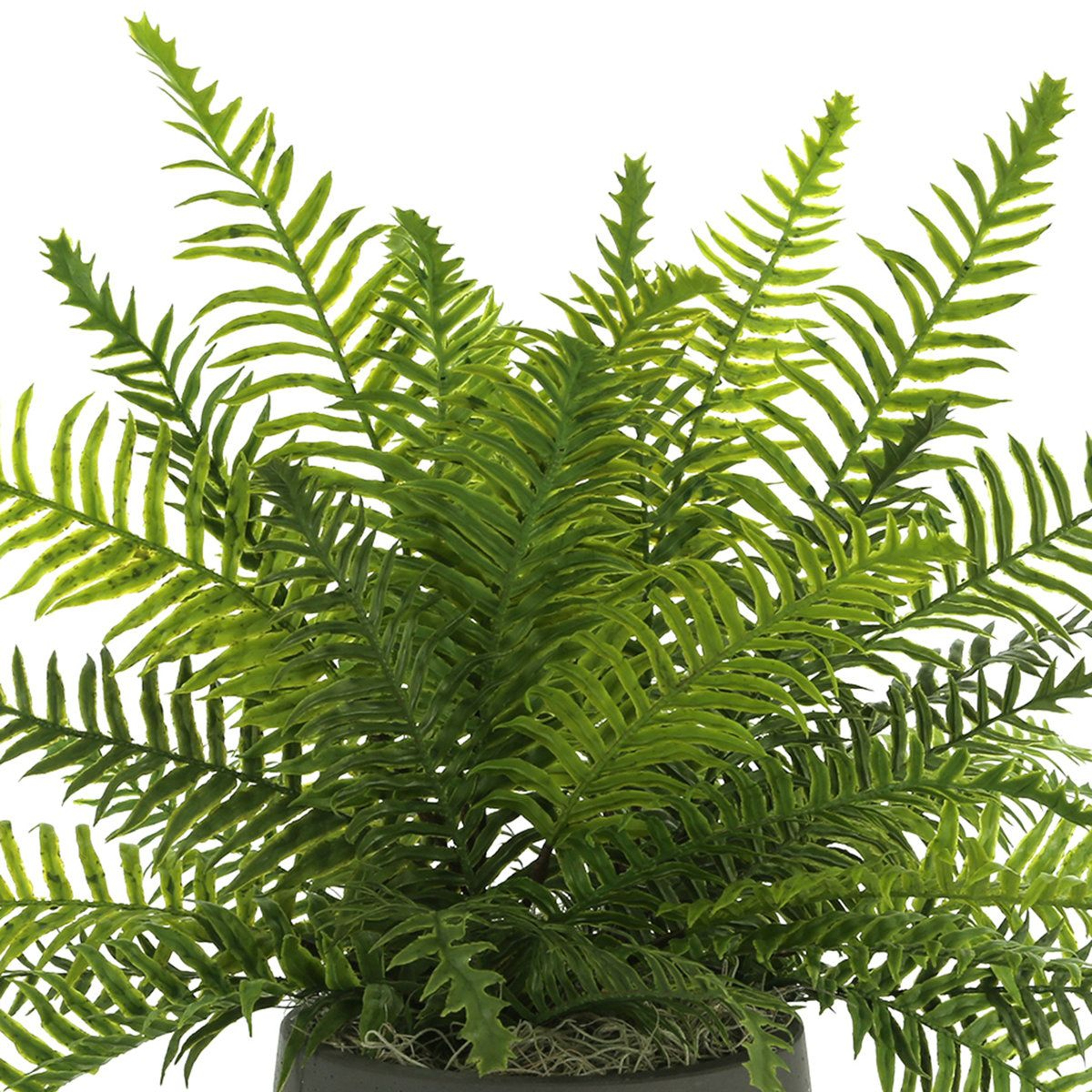 Kenley UV Resistant Artificial Fern In Fiberstone Pot 4