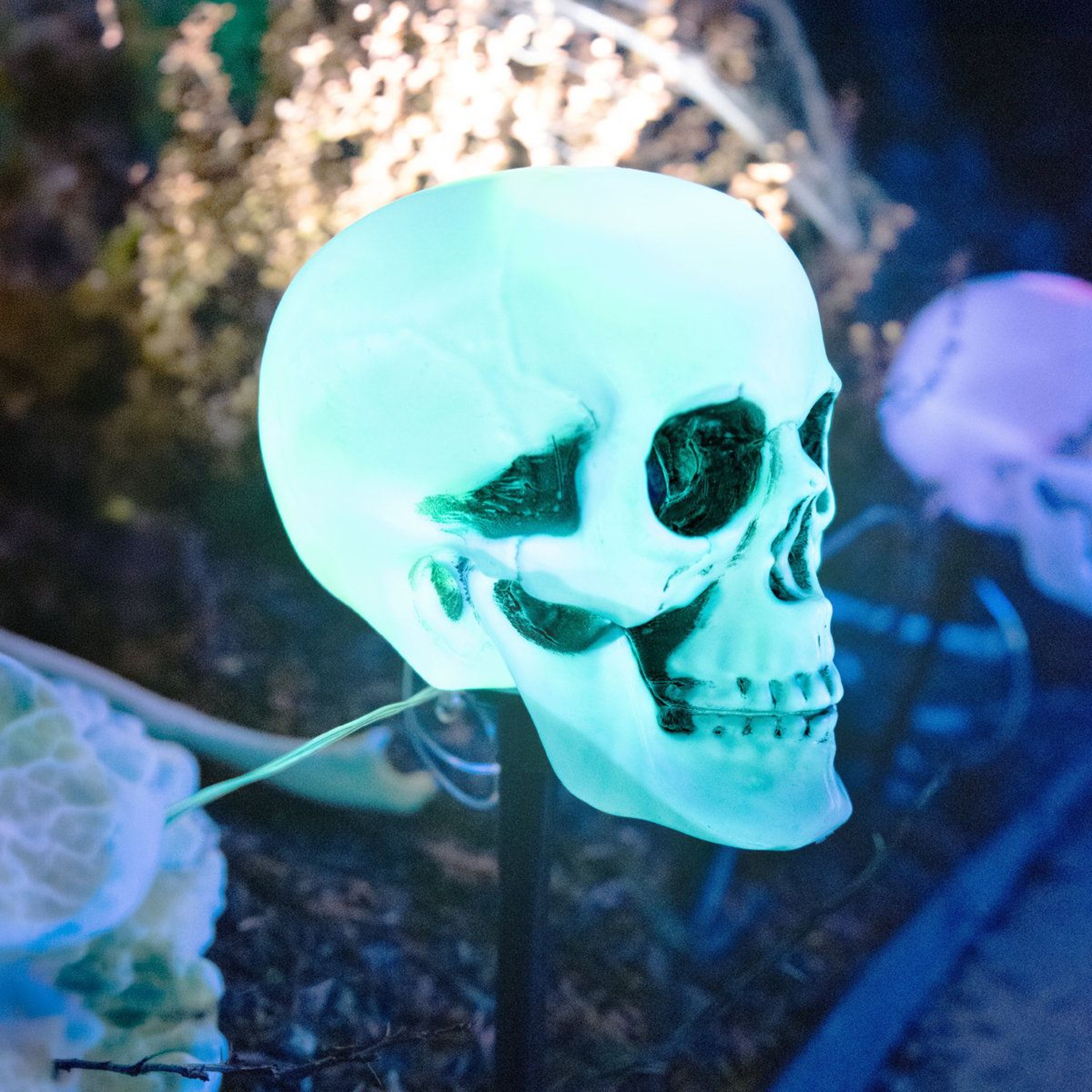 Halloween Skull Garden Stakes With Blue LED Lights  6Piece Outdoor Yard Decor 4