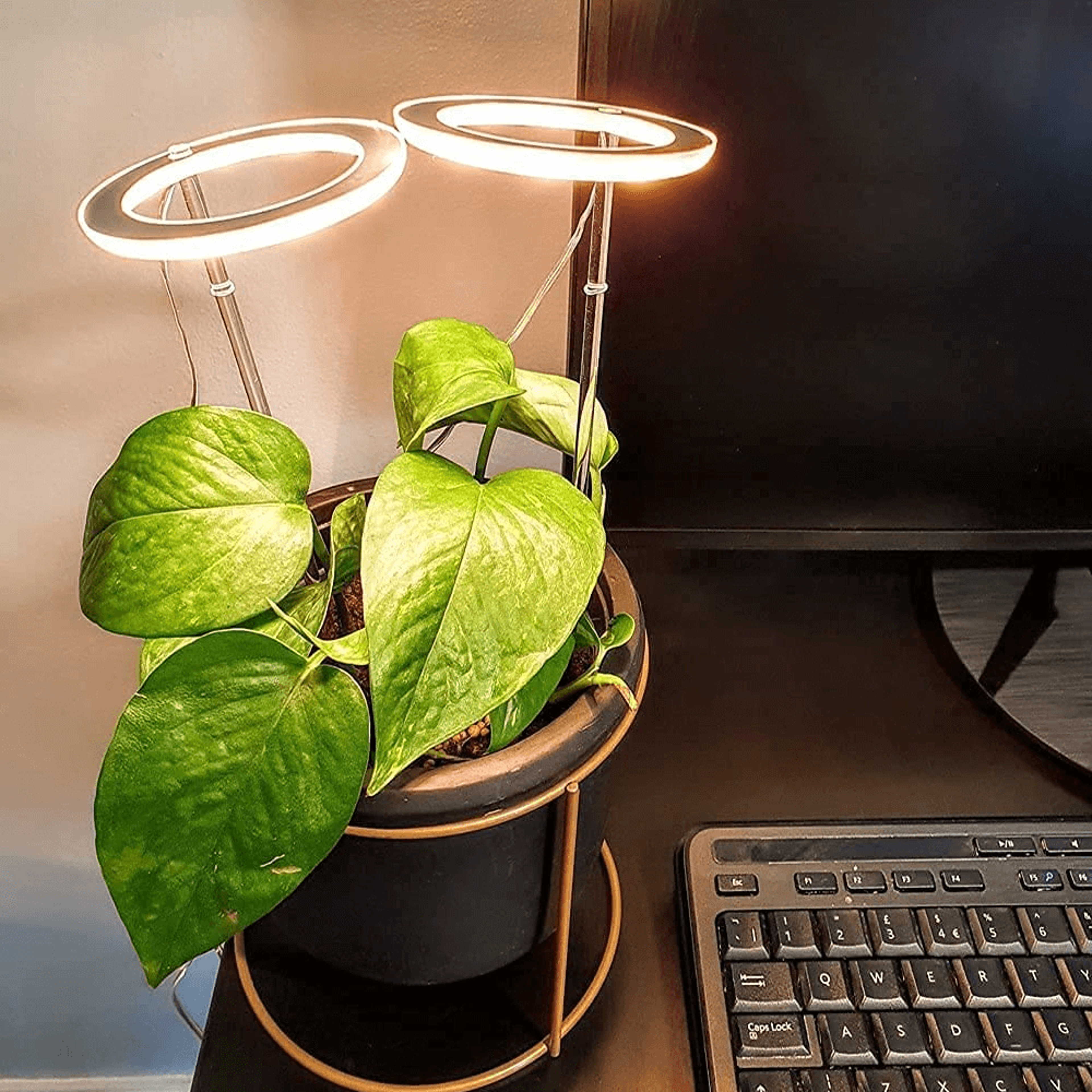 Grow Lights For Indoor Plants – view 4