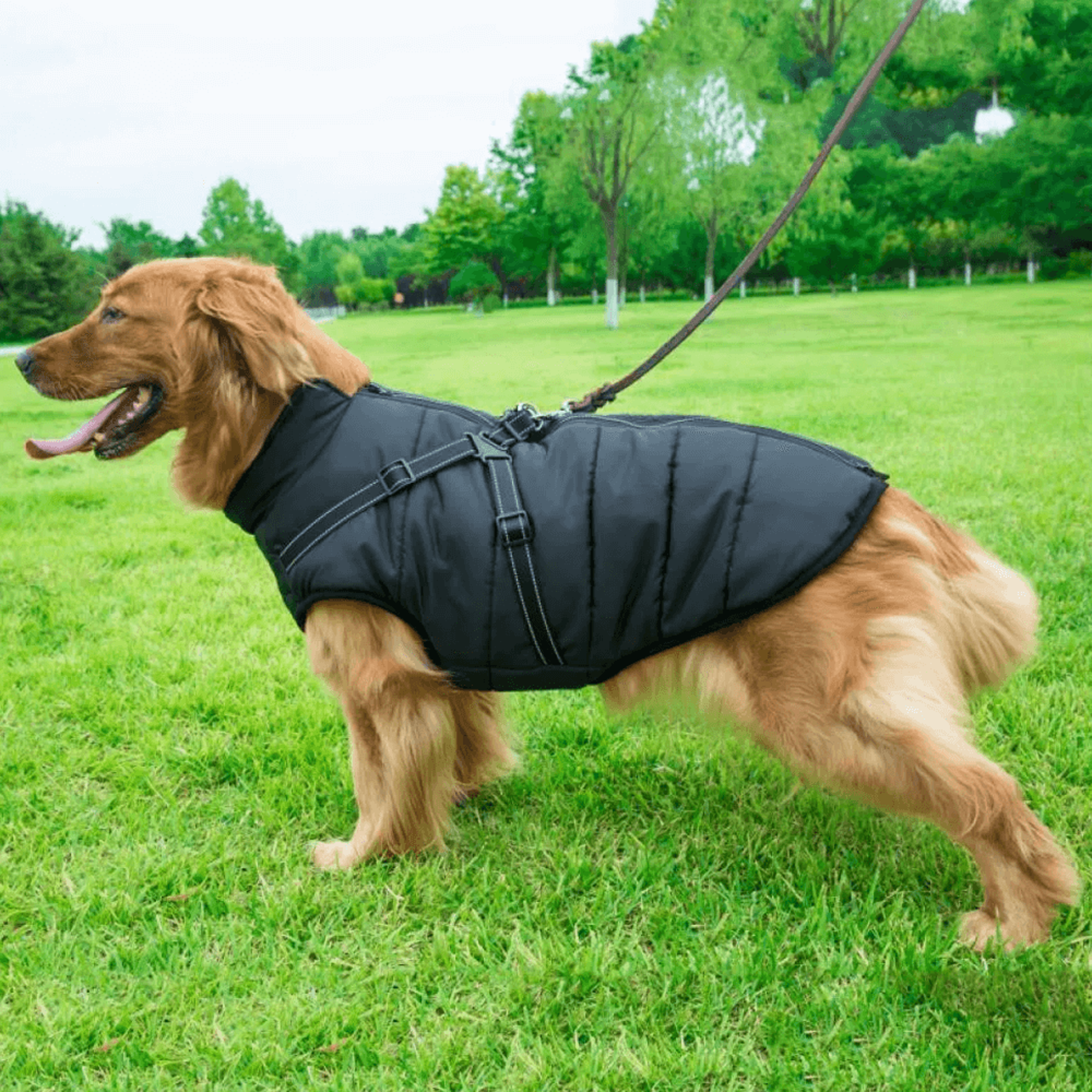 Waterproof Dog Jacket with Harness – view 6