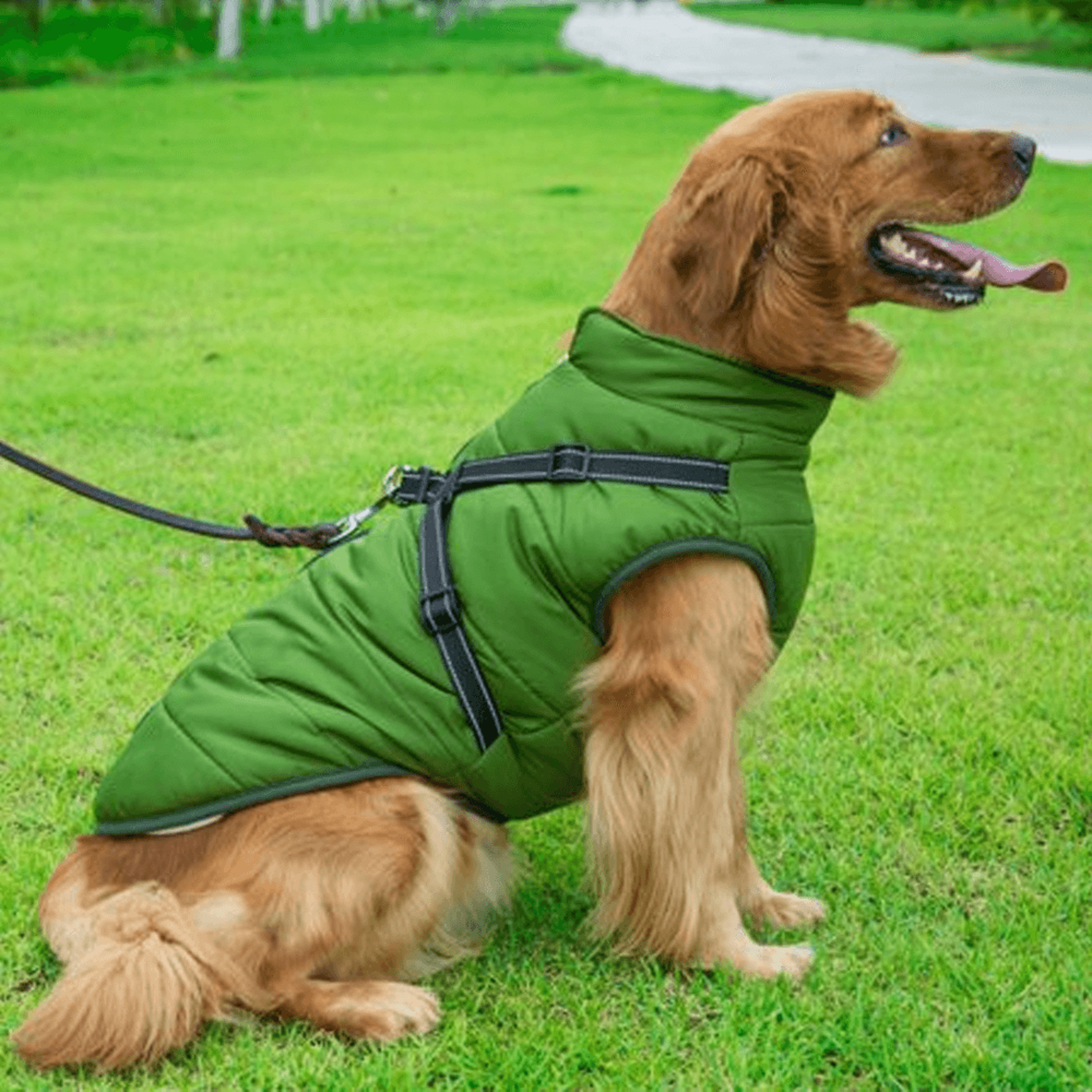 Waterproof Dog Jacket with Harness – view 5