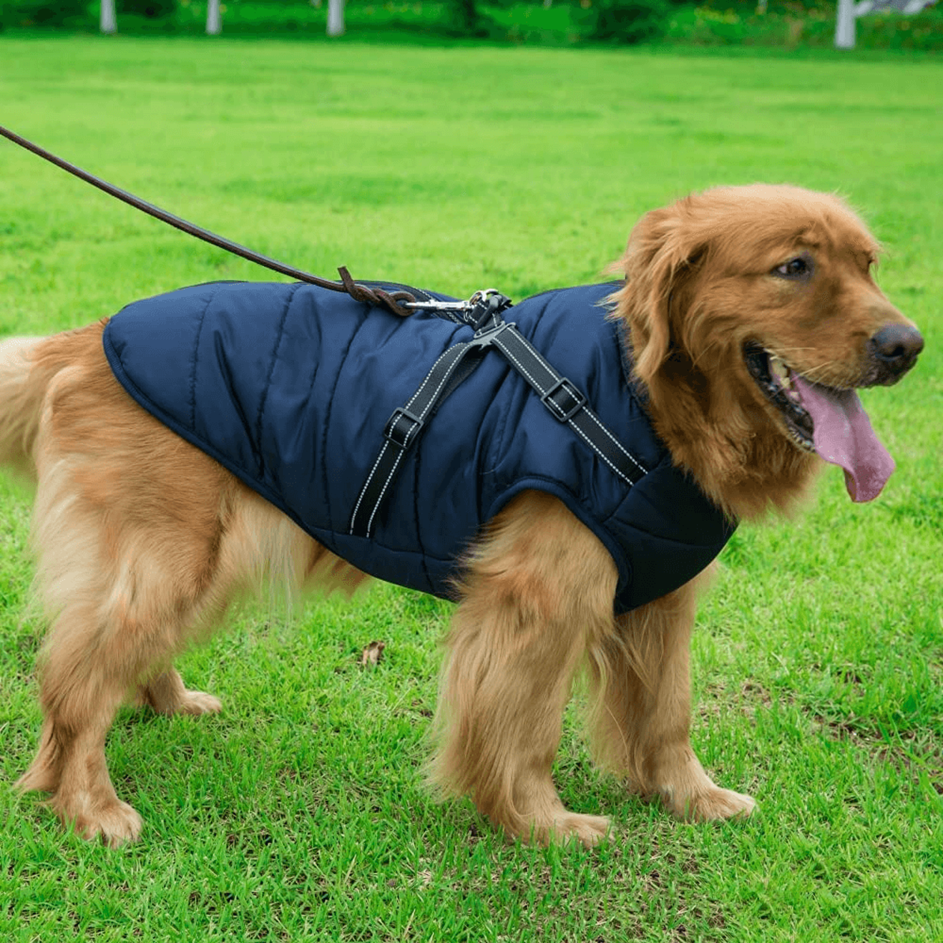 Waterproof Dog Jacket with Harness – view 4